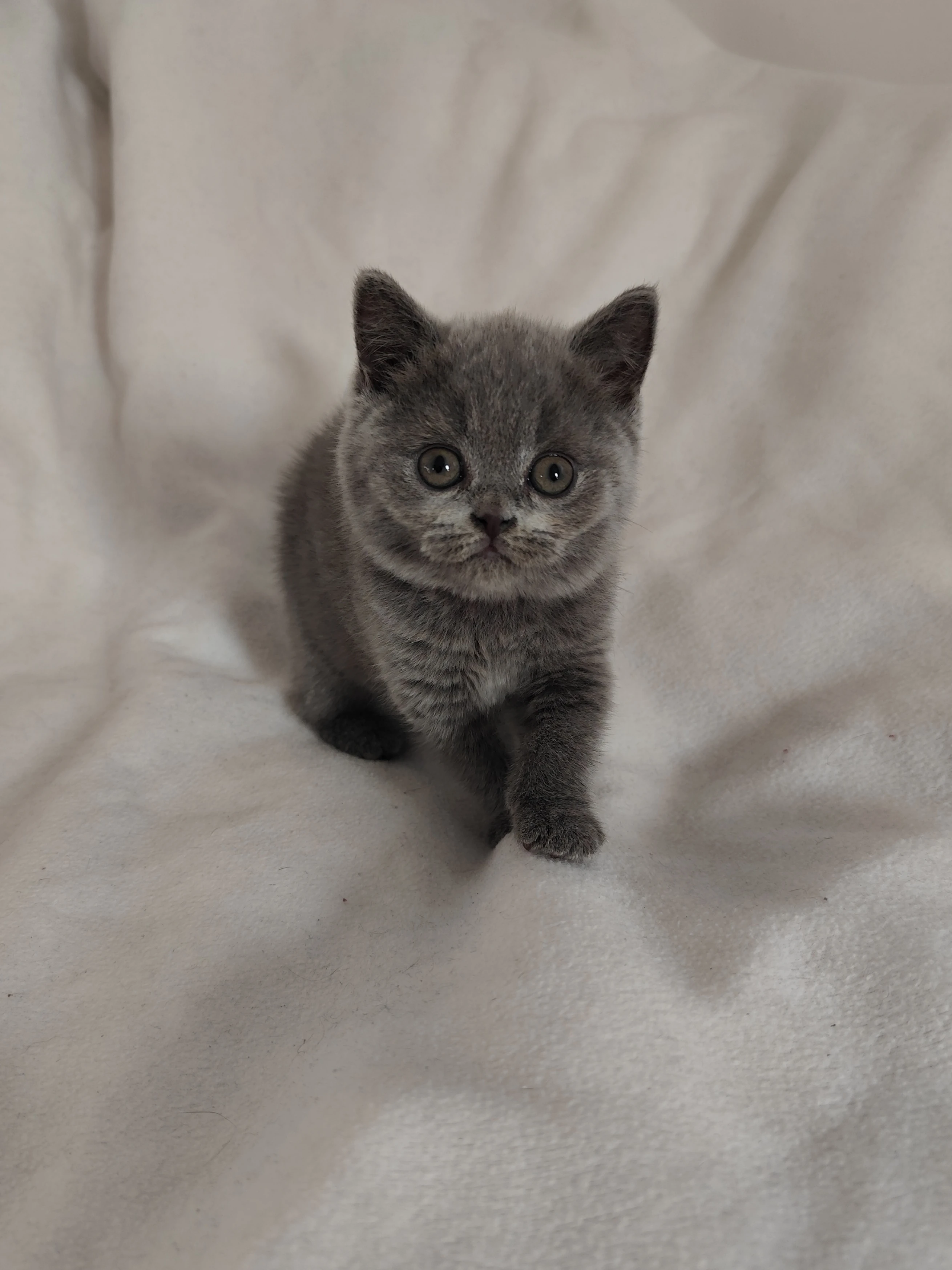 Britská koťátka s PP