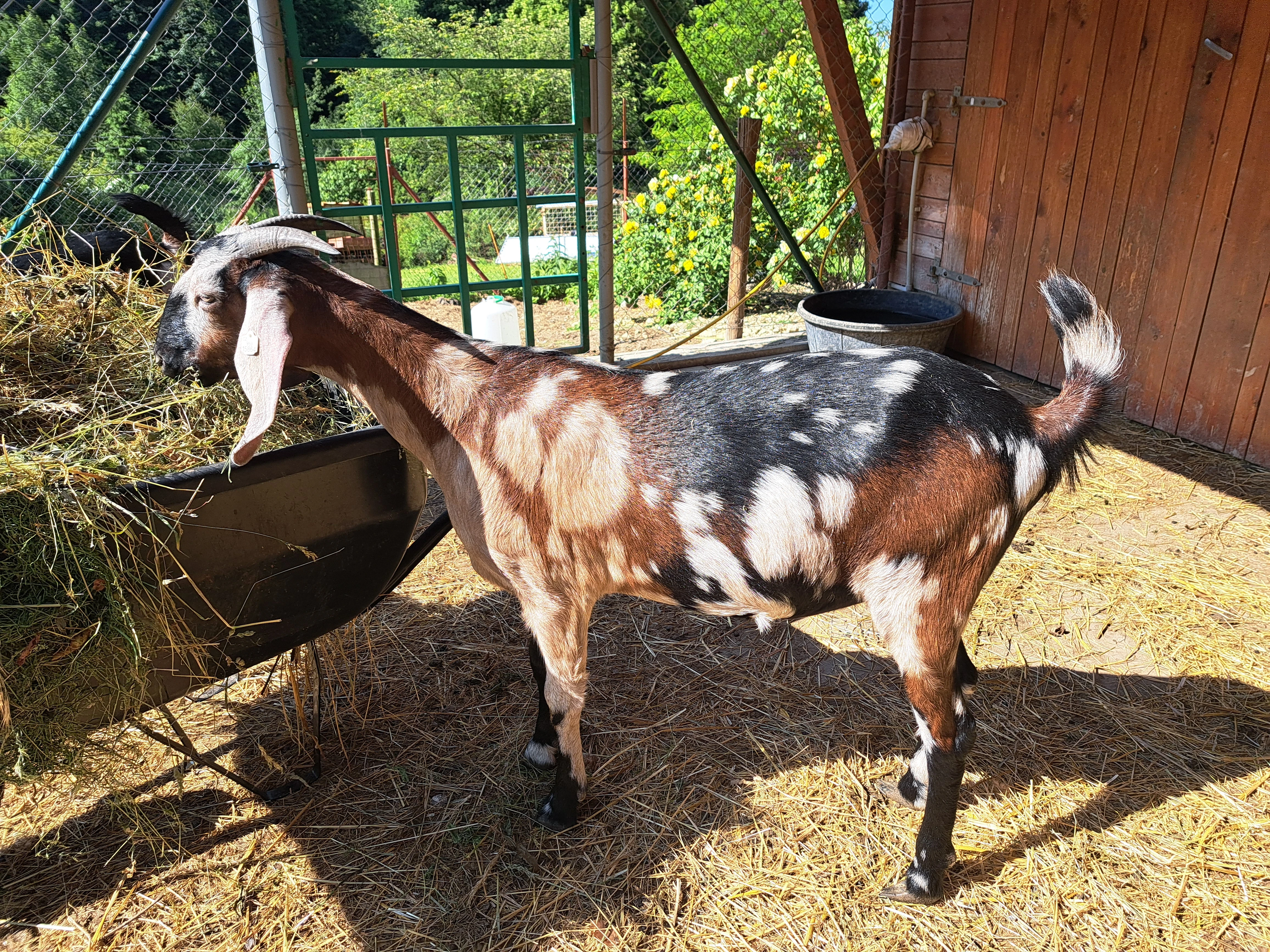 Prodám 100 % an kozičku s pop