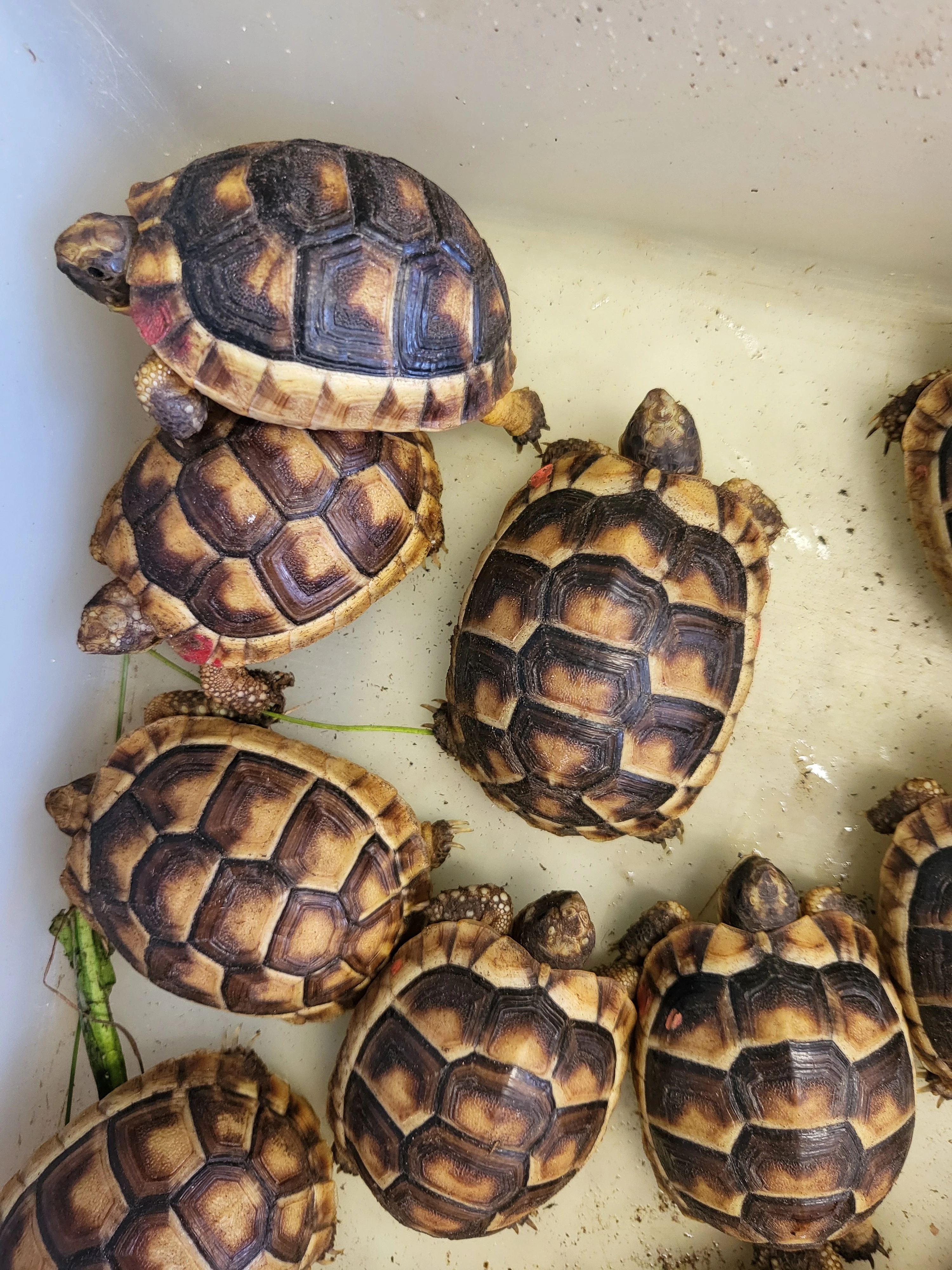 Zelvy vroubene, zelenave, zlutohnede