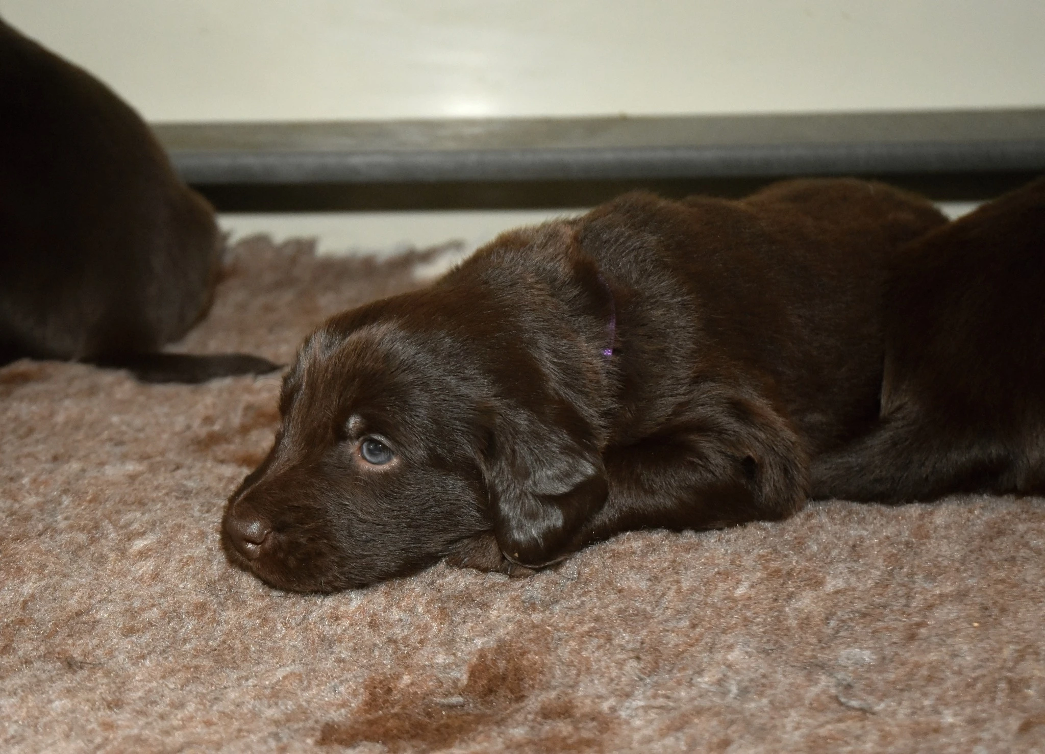 Flat coated retriever s PP