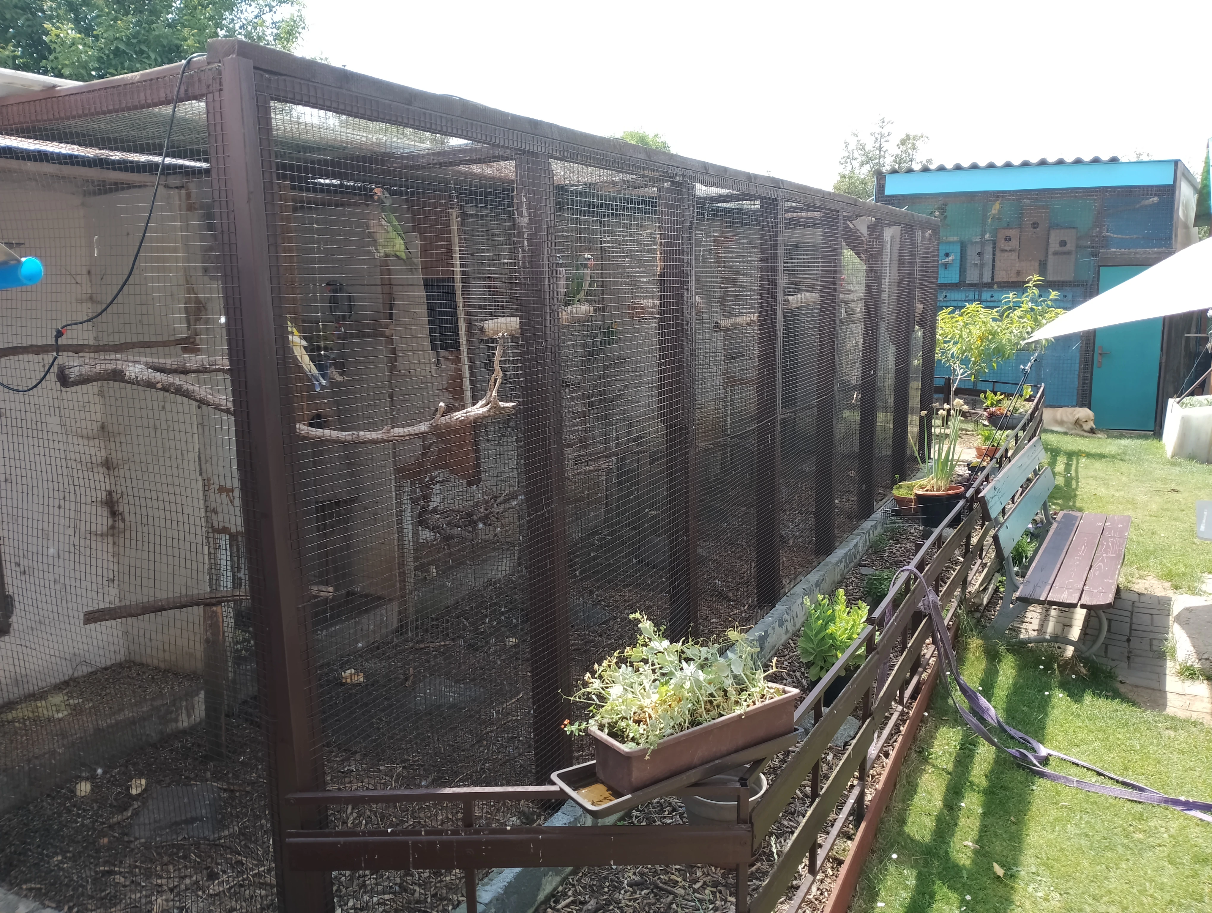 Rosela pestrá  -  červená / rubino