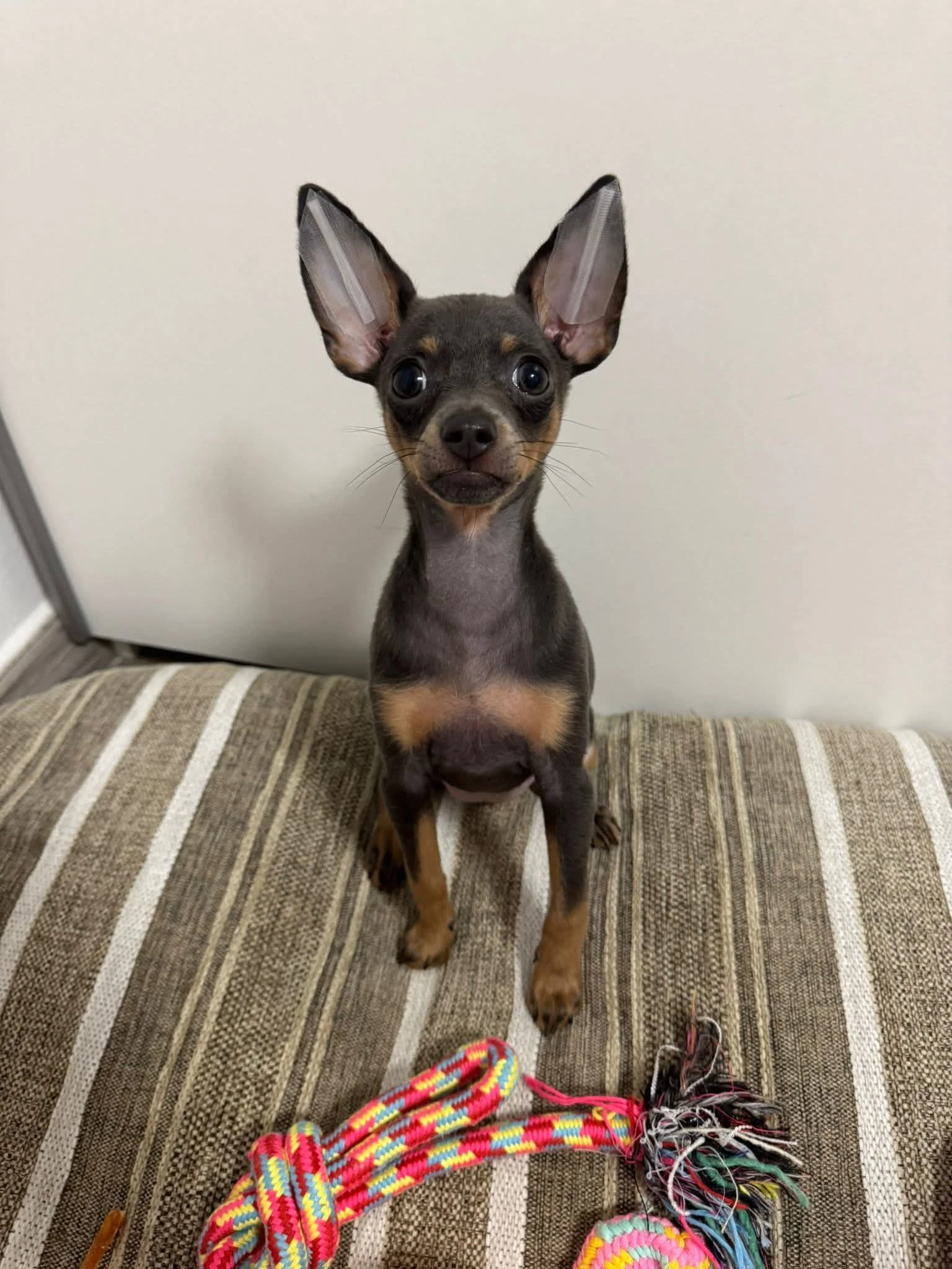 Ruský toy hladkosrstý