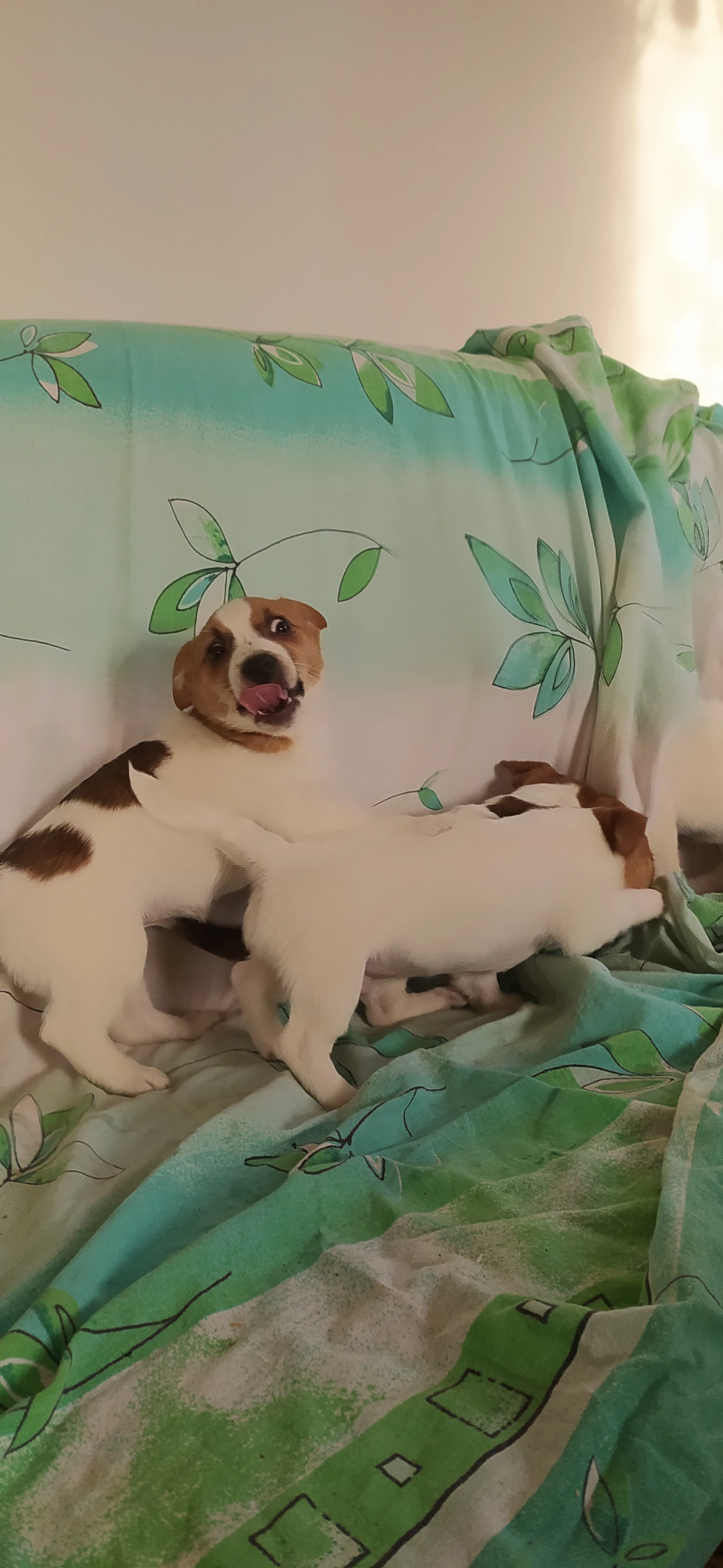 Jack Russell teriér