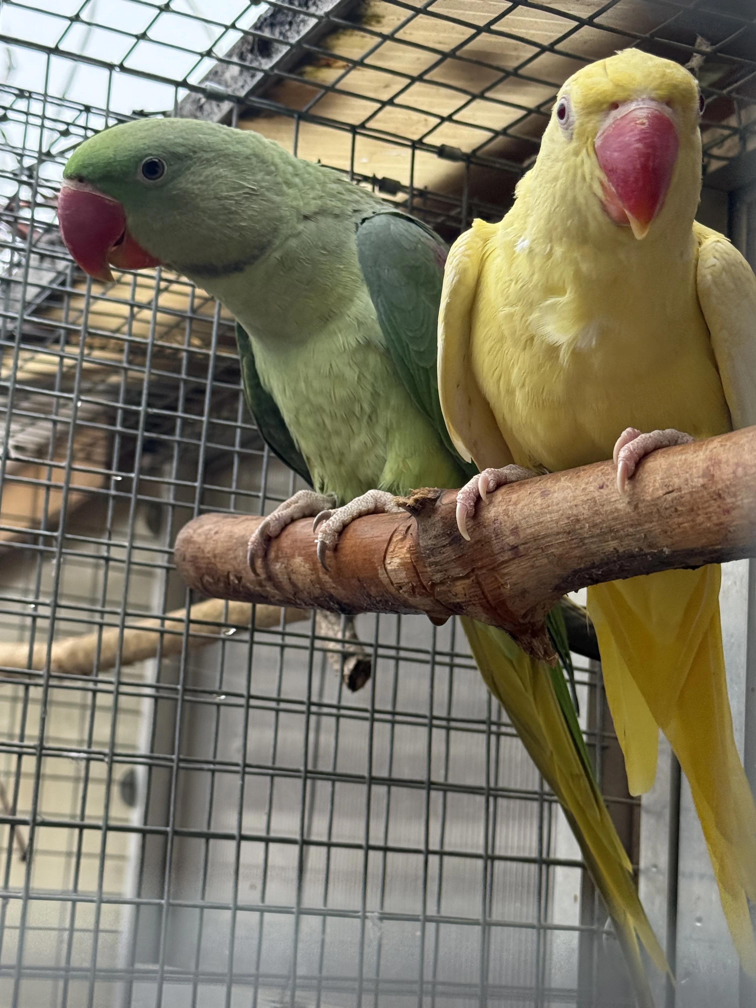 Alexandr velký 0,1 2025