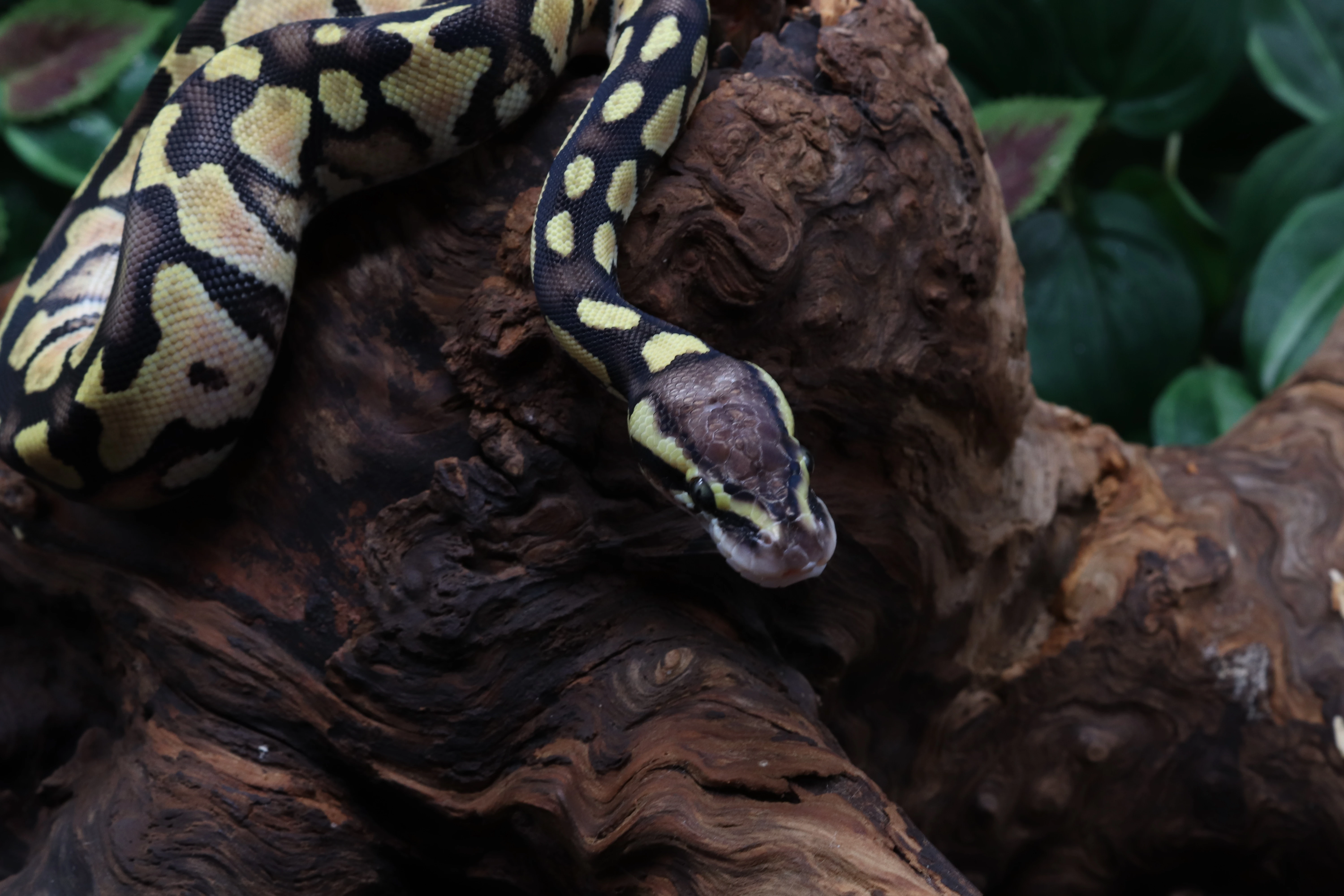 Krajta královská - samec - Pastel