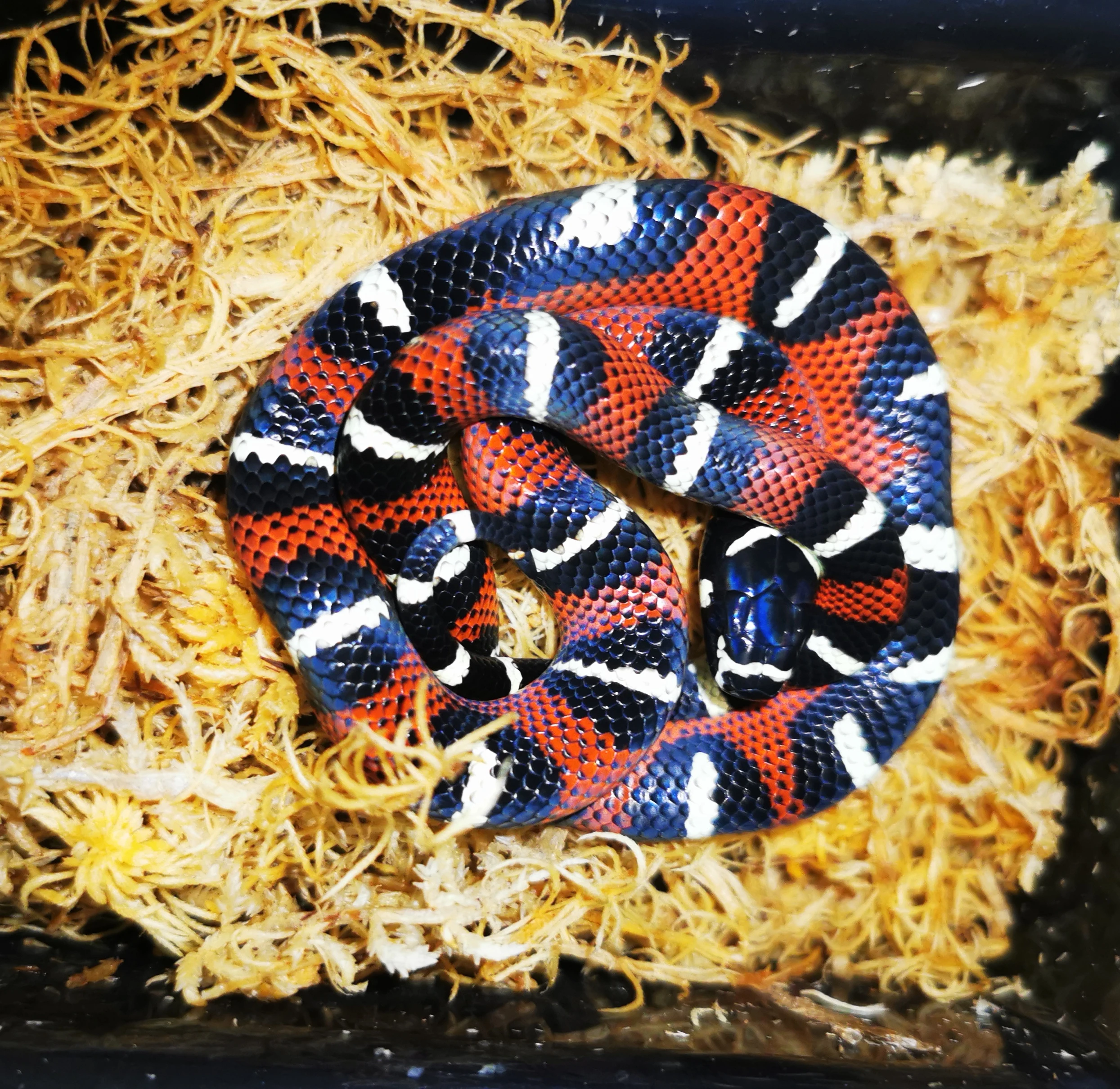 Lampropeltis triangulum gaigeae