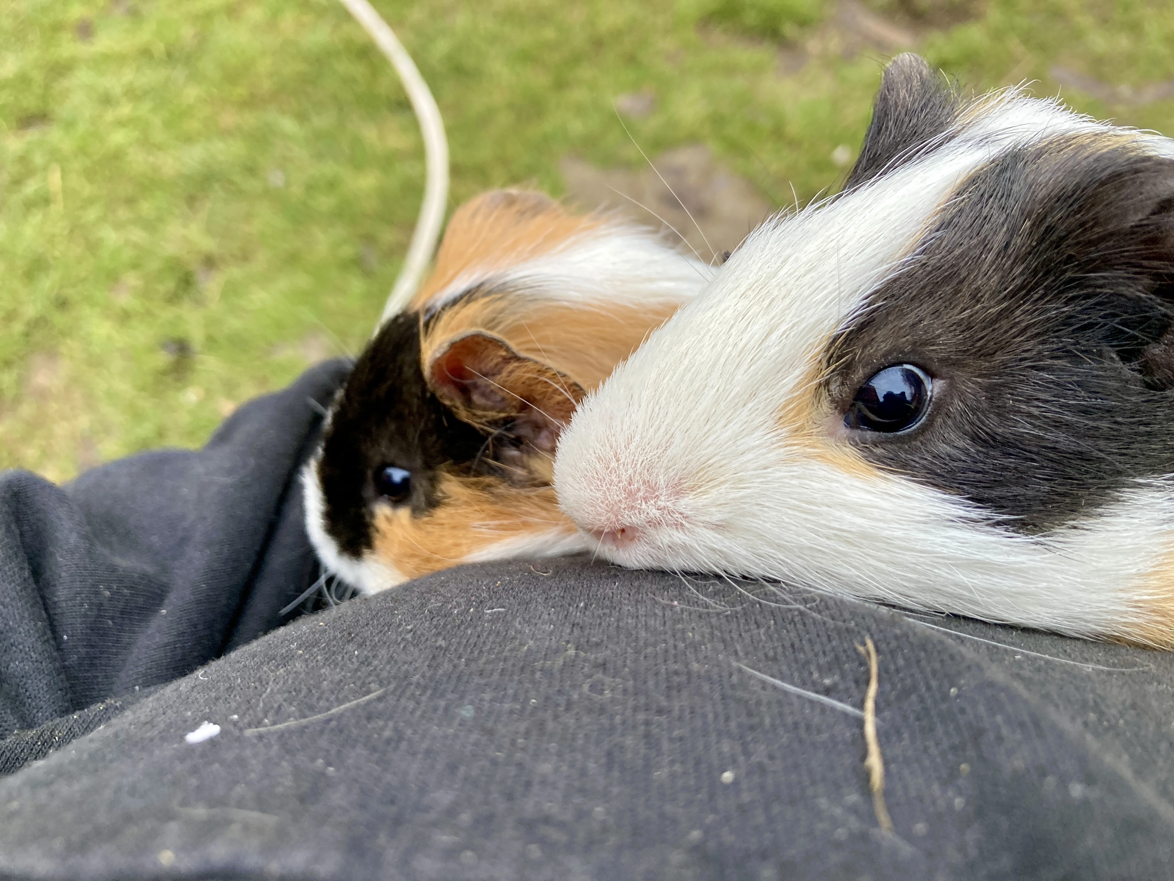 Morčata - dva samečci