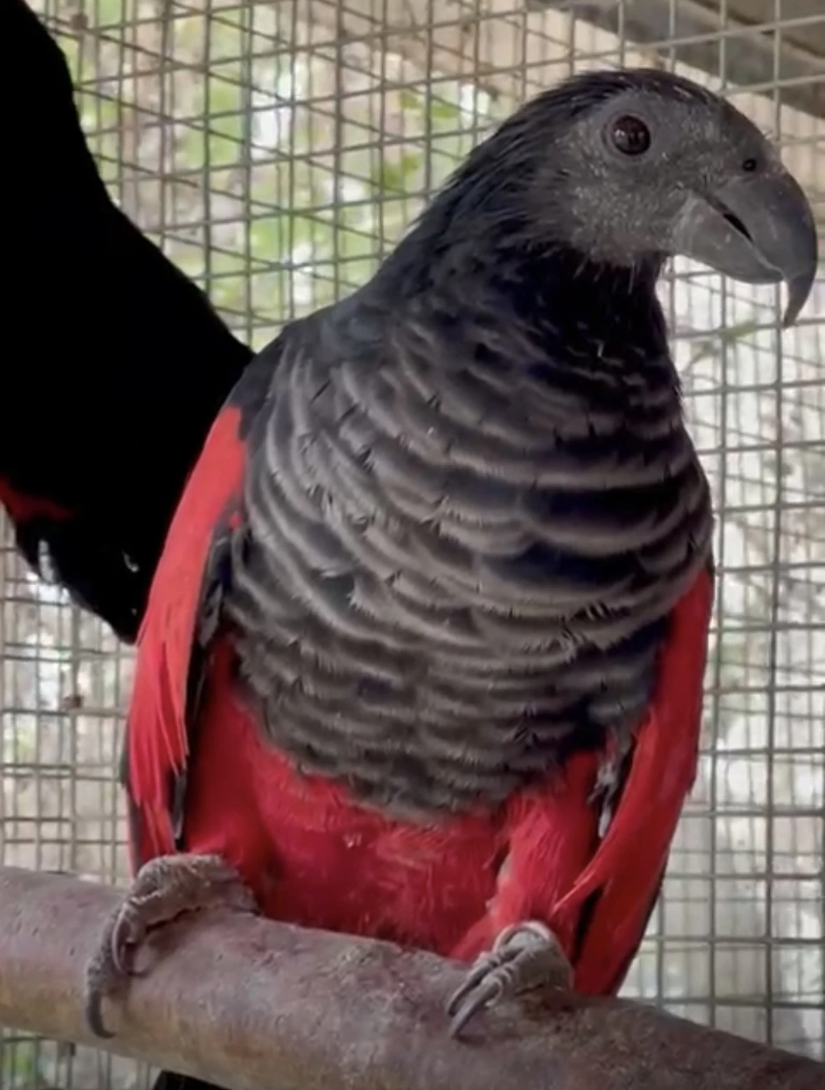 Papagaj orlí paquet parrot