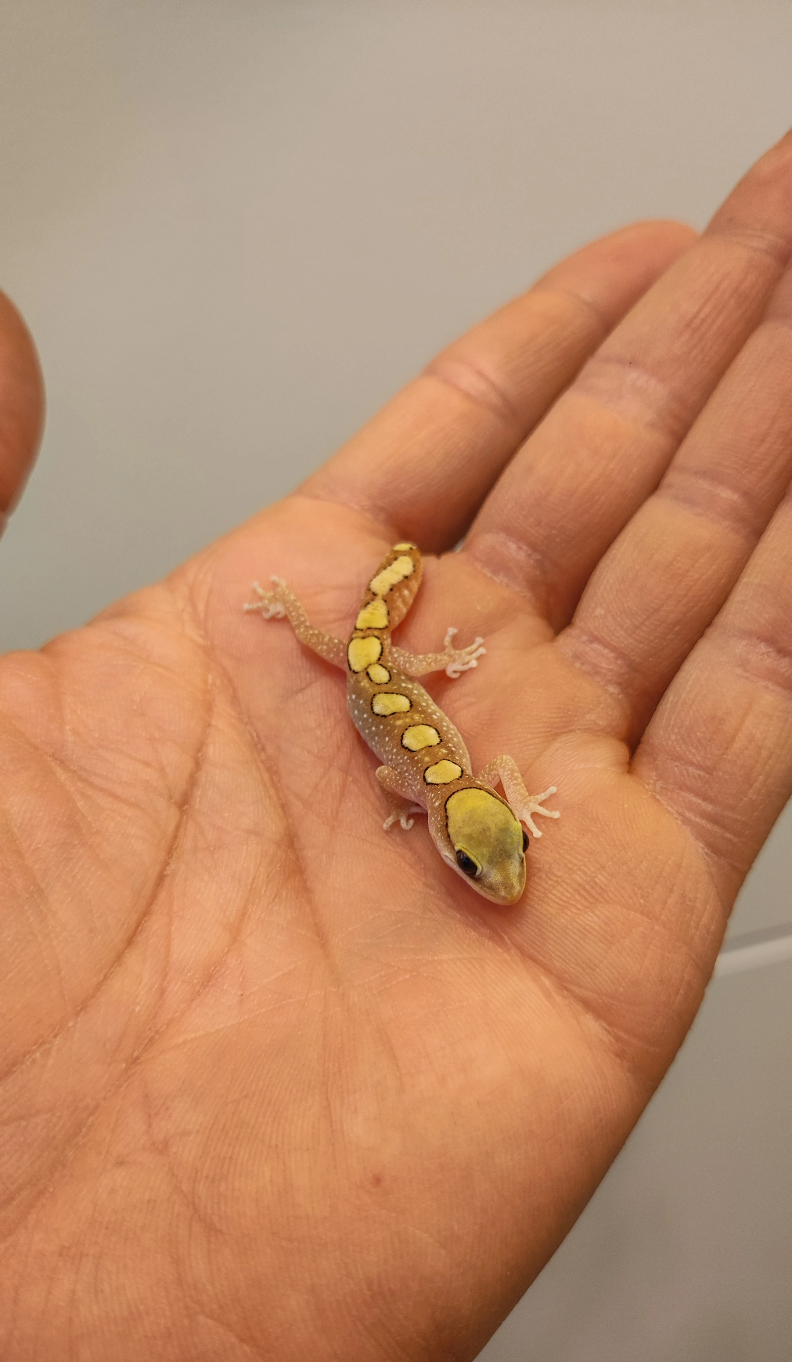 Predám austrálske gekony Praha Že