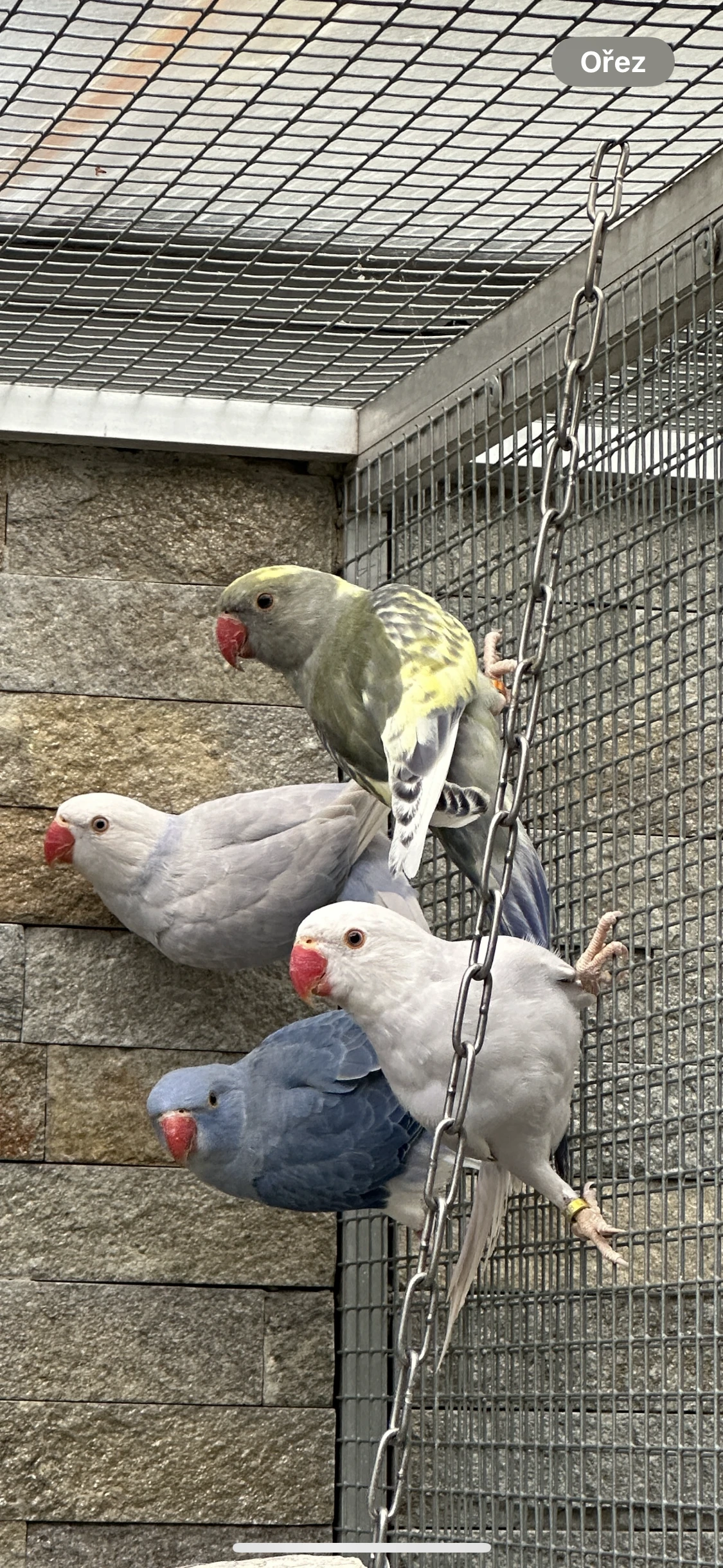 Prodám Alexandry Malé