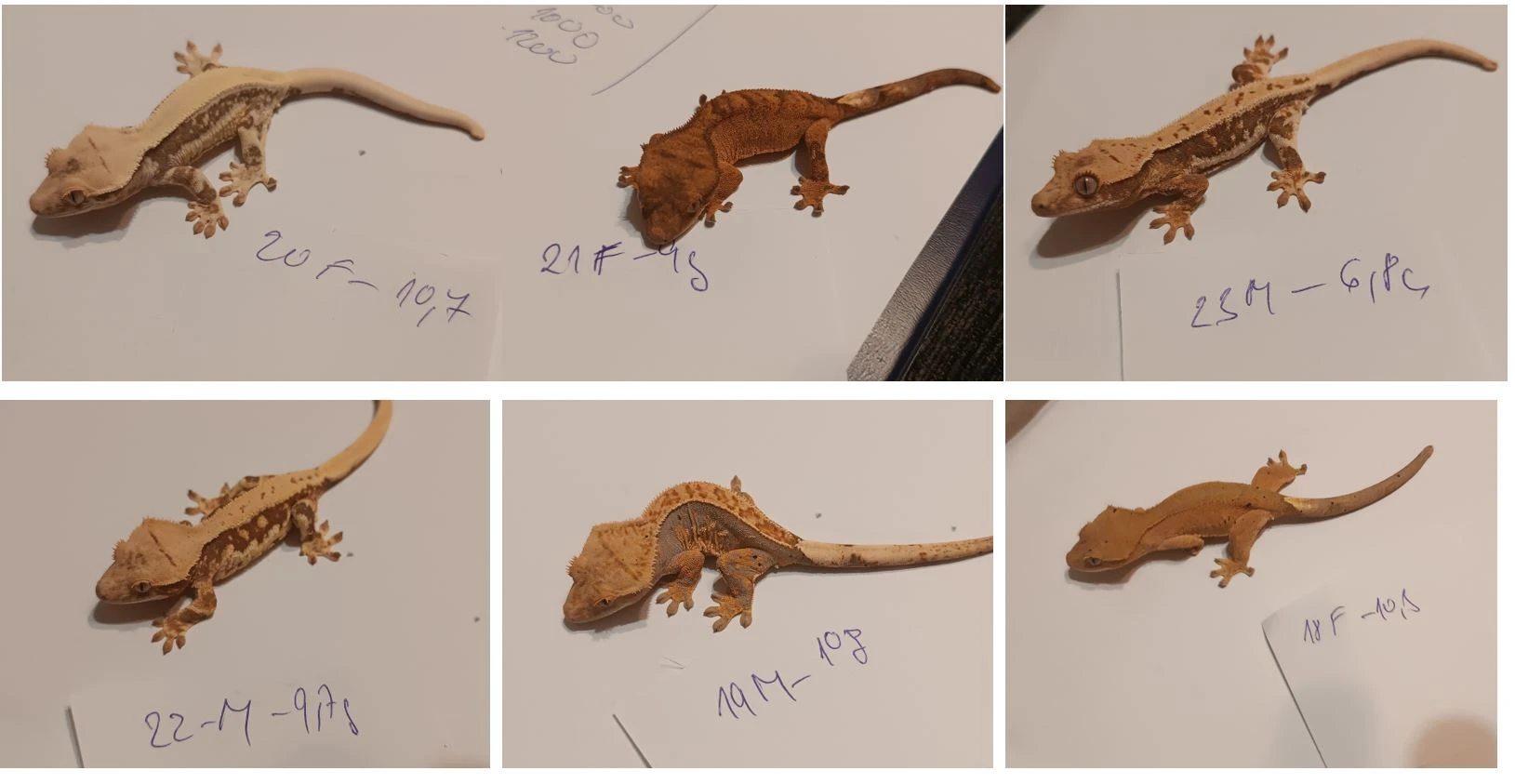 Pagekoni ,samici , samice