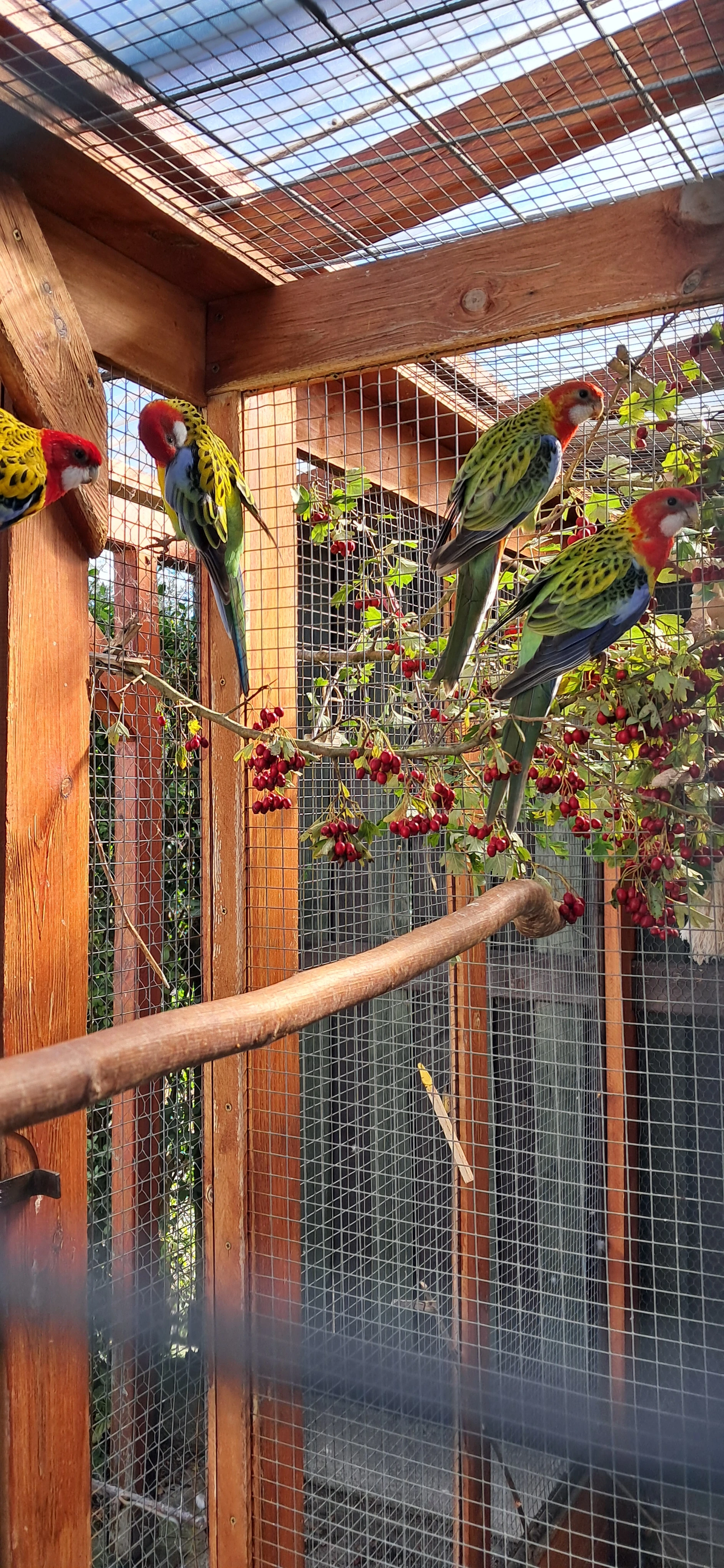 Rozela pestrá, rosela