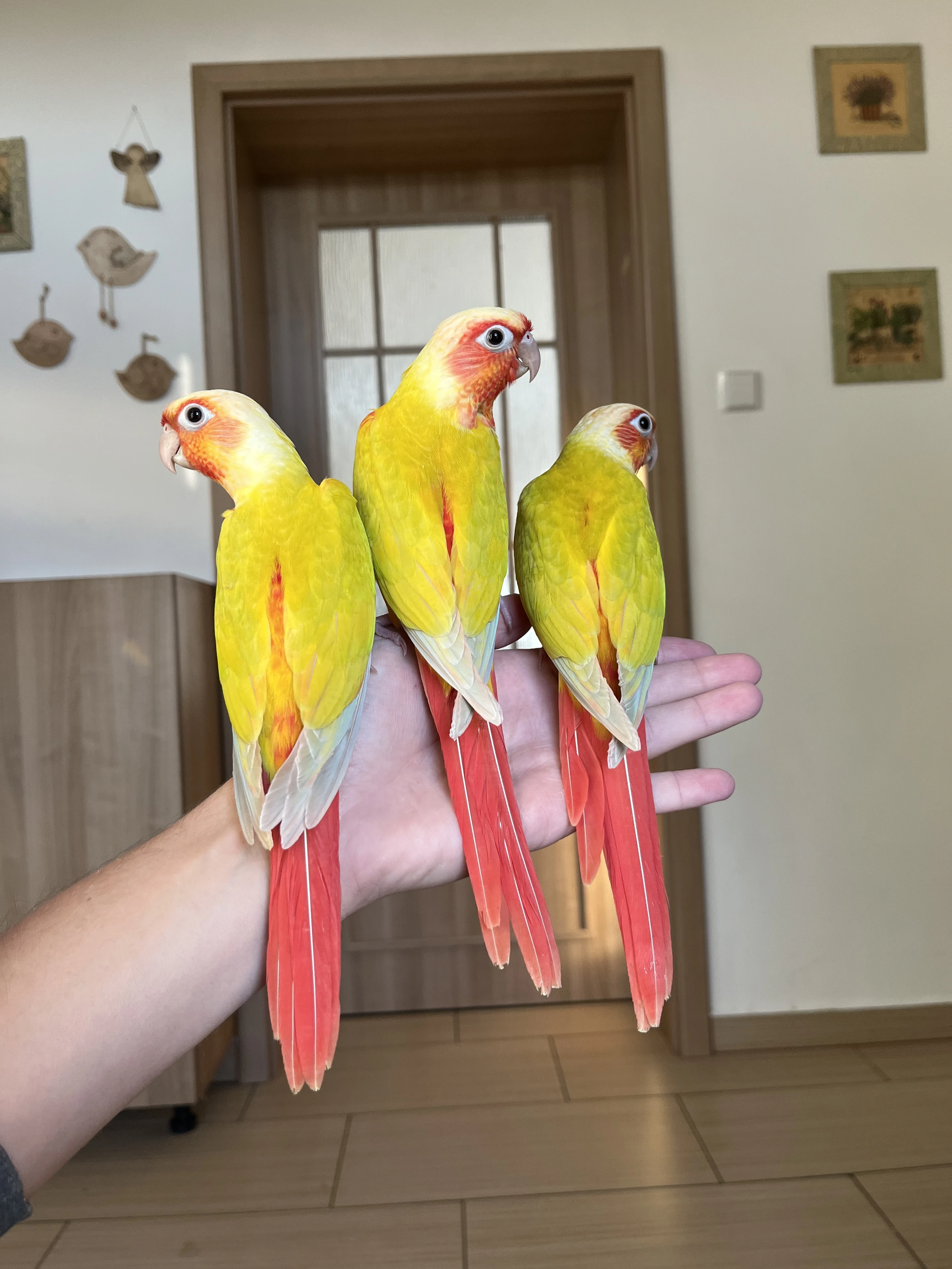 Ručně dokrmená mláďata - pyrura zelenolící