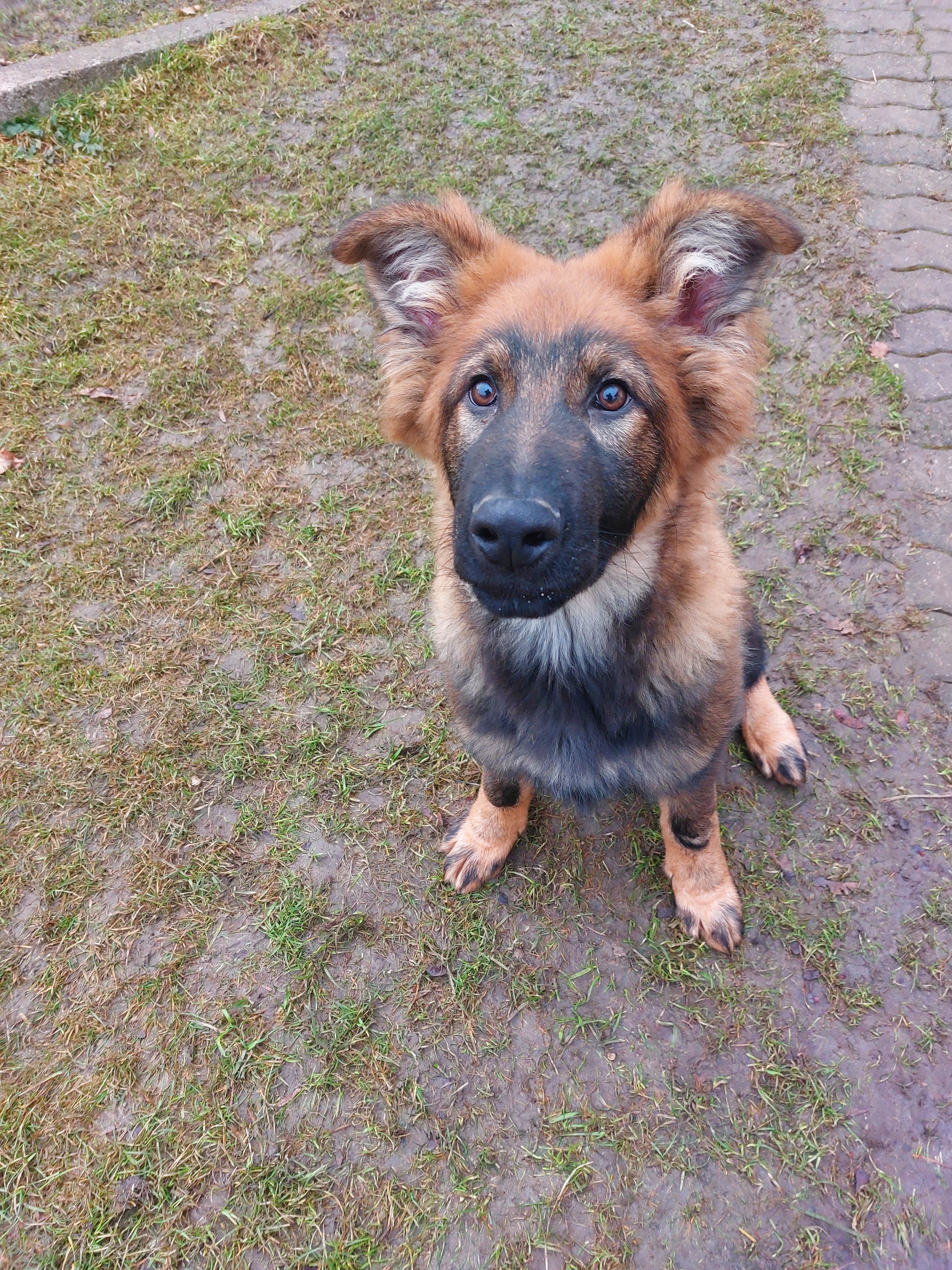 Německý ovčák s PP