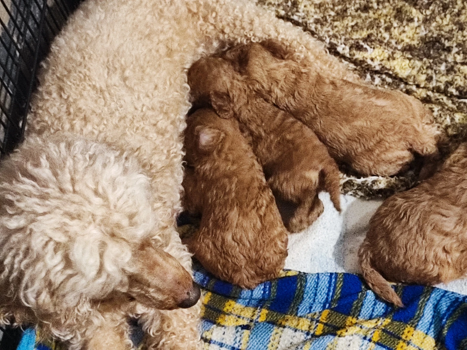 Pudl trpasličí s p.p.