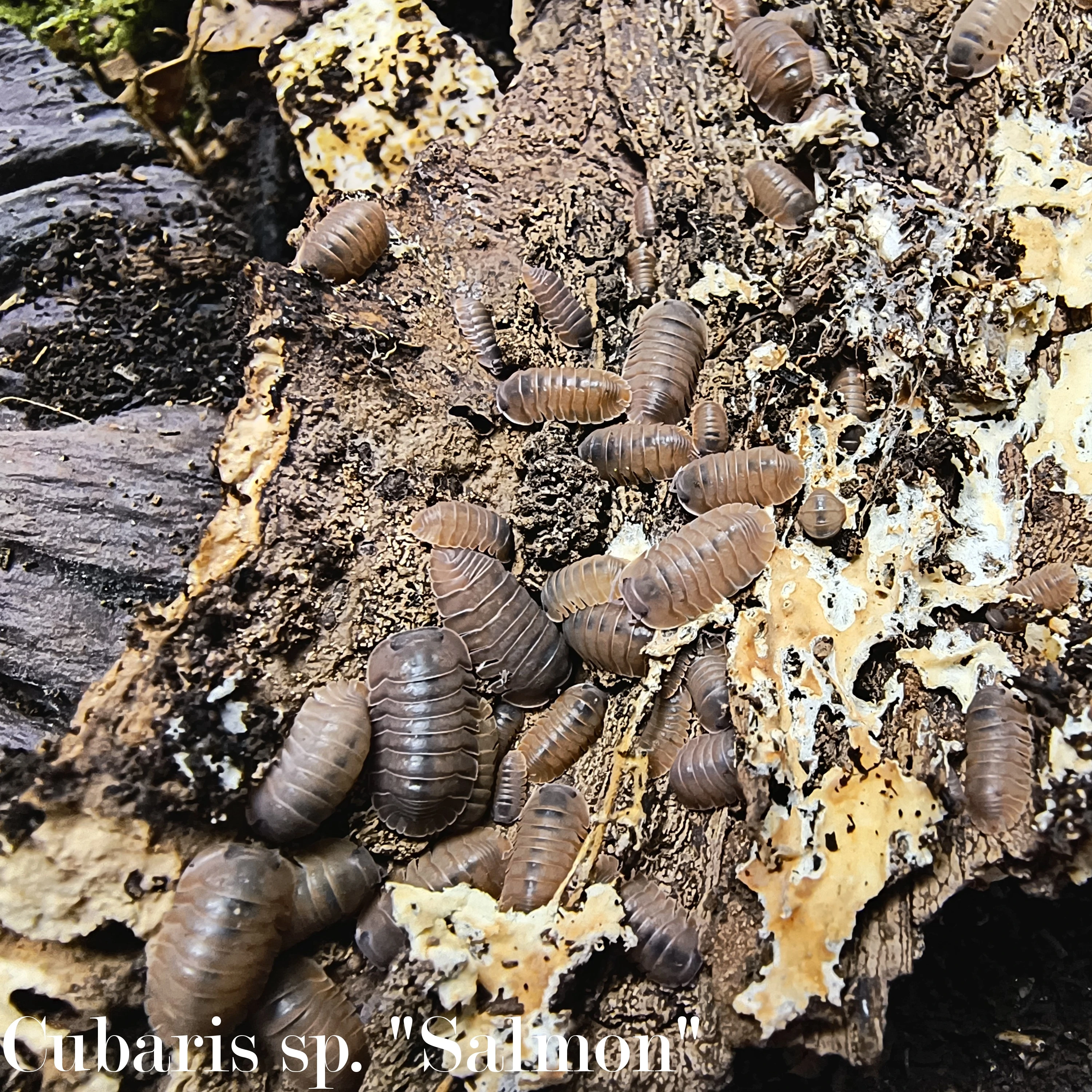 Isopody·stínky - bulk offer