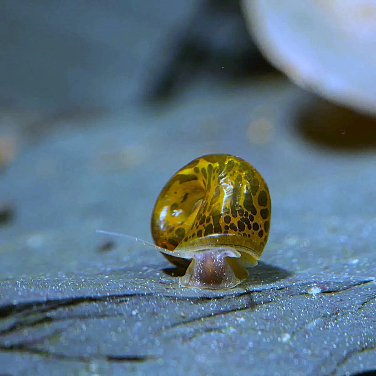 Akvarijní šneci - Okružák Kanadský hnědý(Leopard); 105zdarma