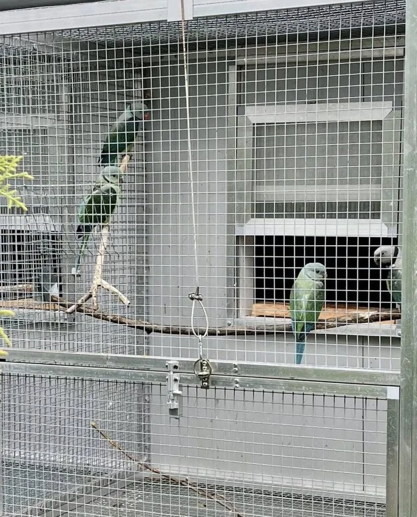 Prodám Alexandr holubí 0,2