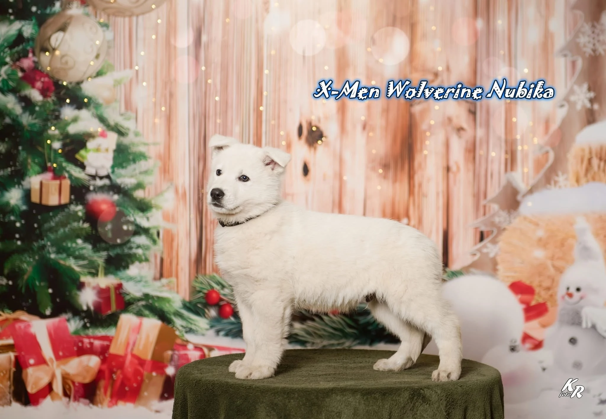 Bílý švýcarský ovčák s PP - štěně