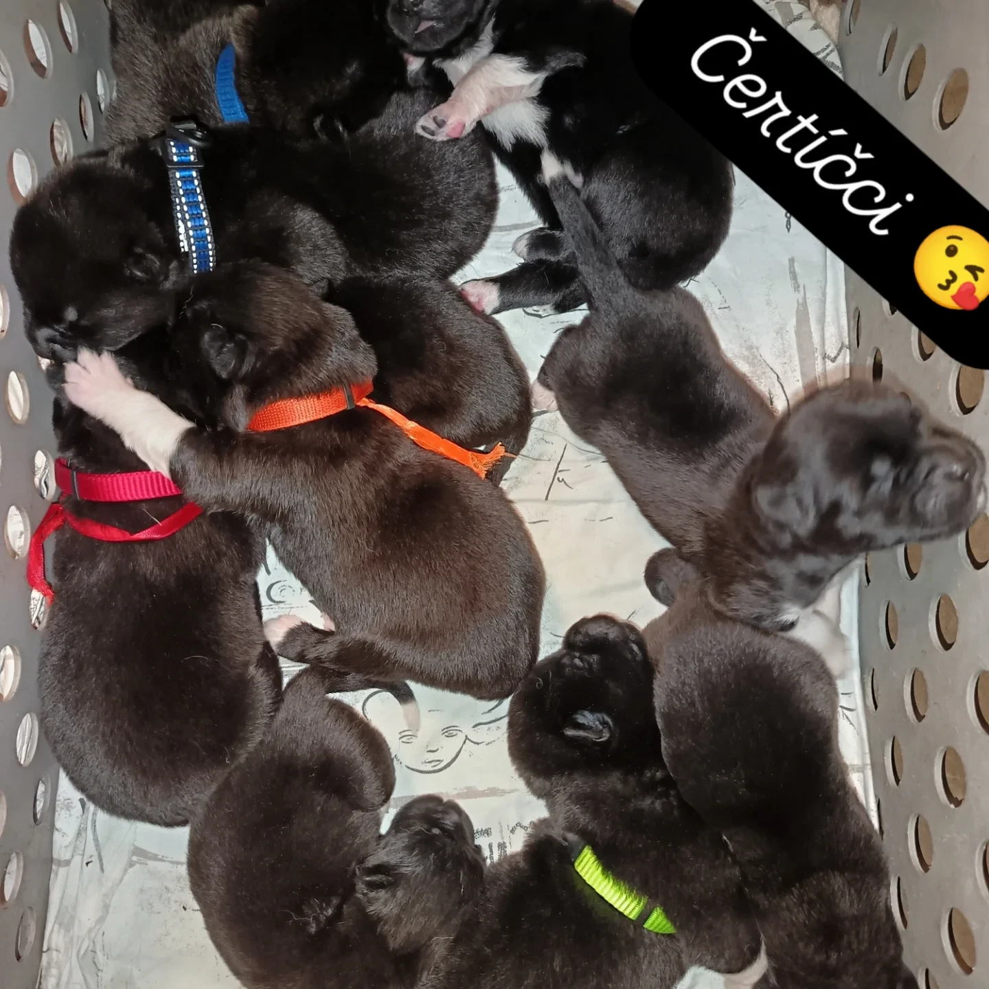 Štěňátka Americké Akity s PP prodam