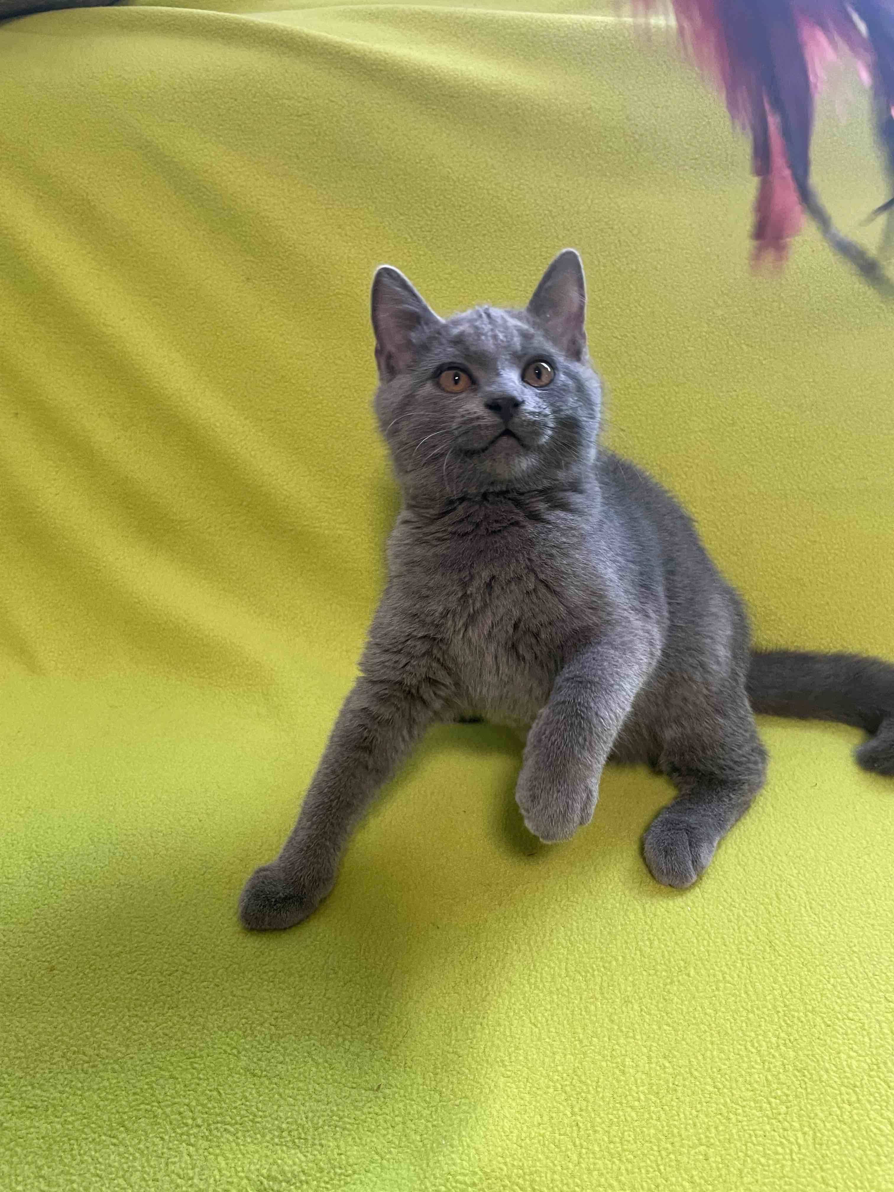 Kartouzská kočka - Kotě - kocourek