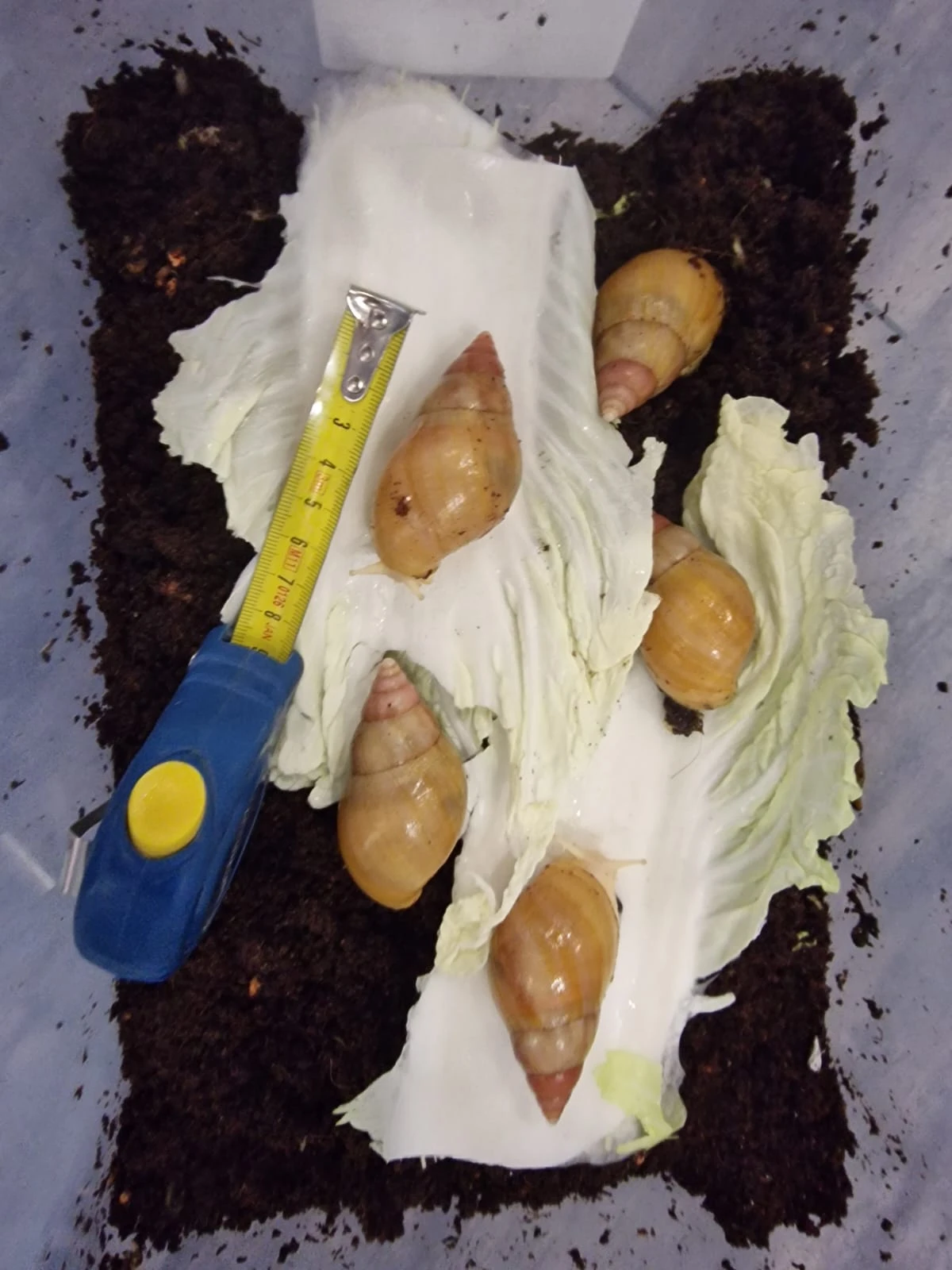 Africký šnek - Lissachatina fulica full albino