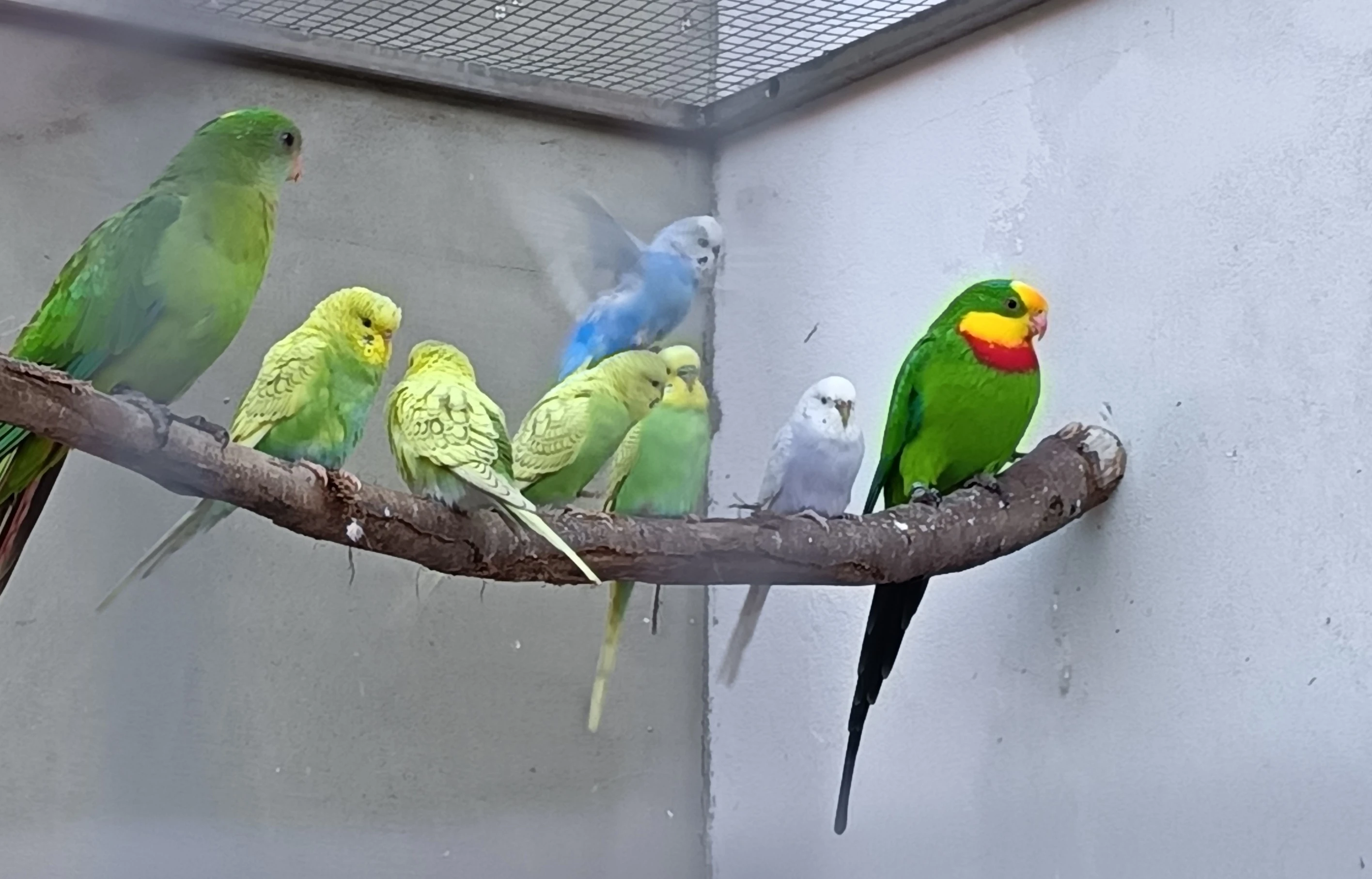 Andulky z venkovní voliery