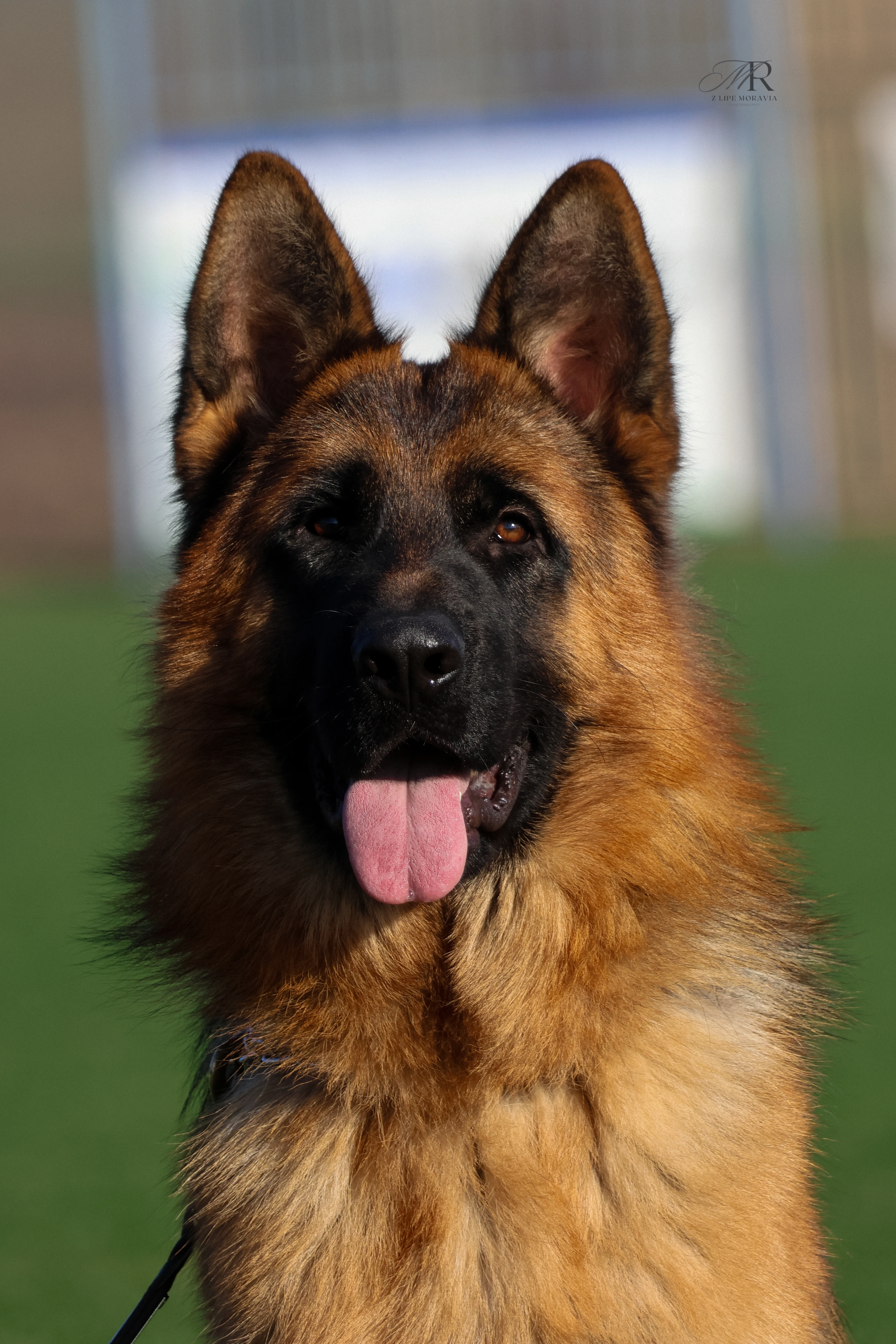 Německý ovčák – pejsek k prodeji