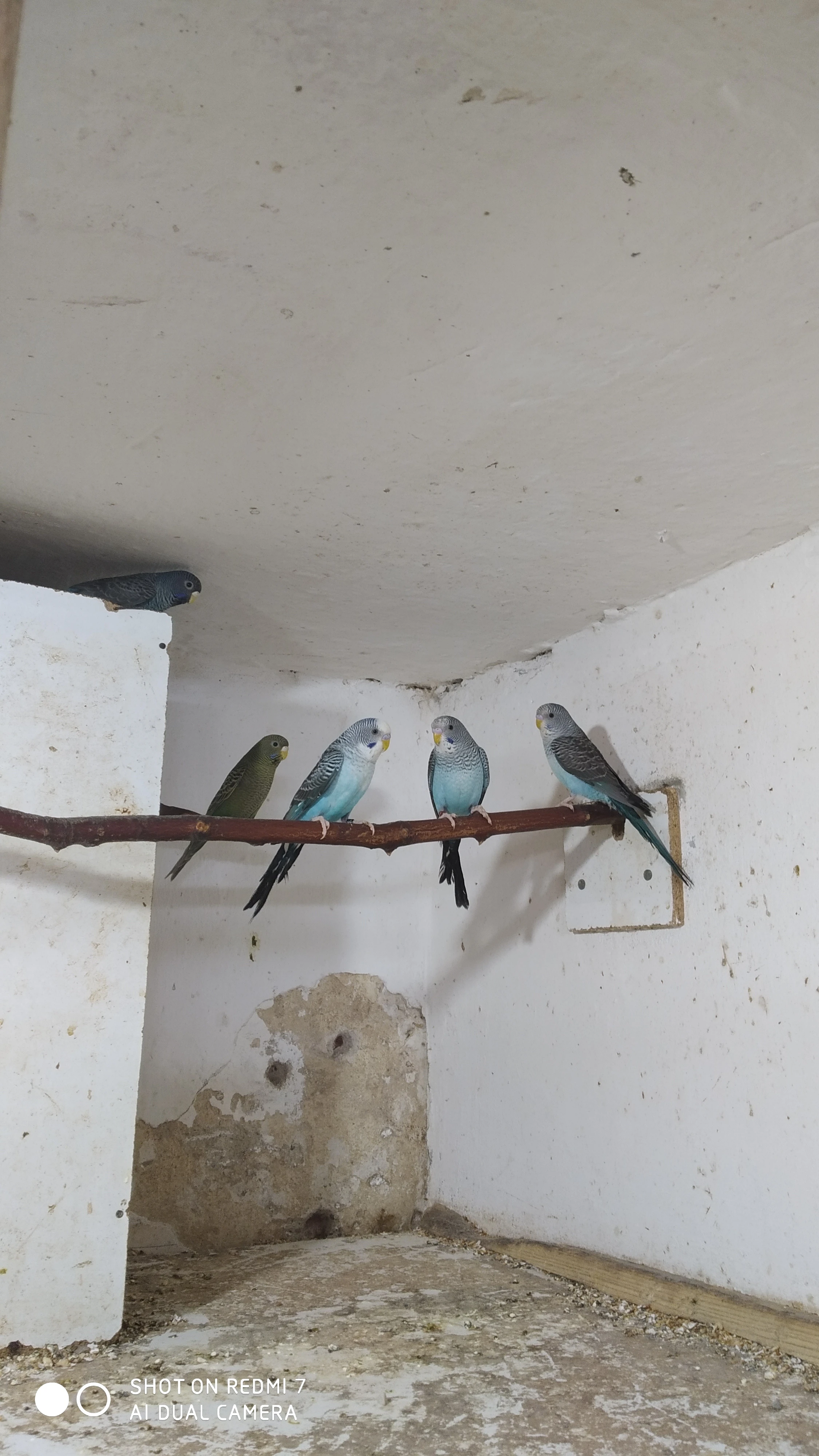 Prodám andulky černé černolící