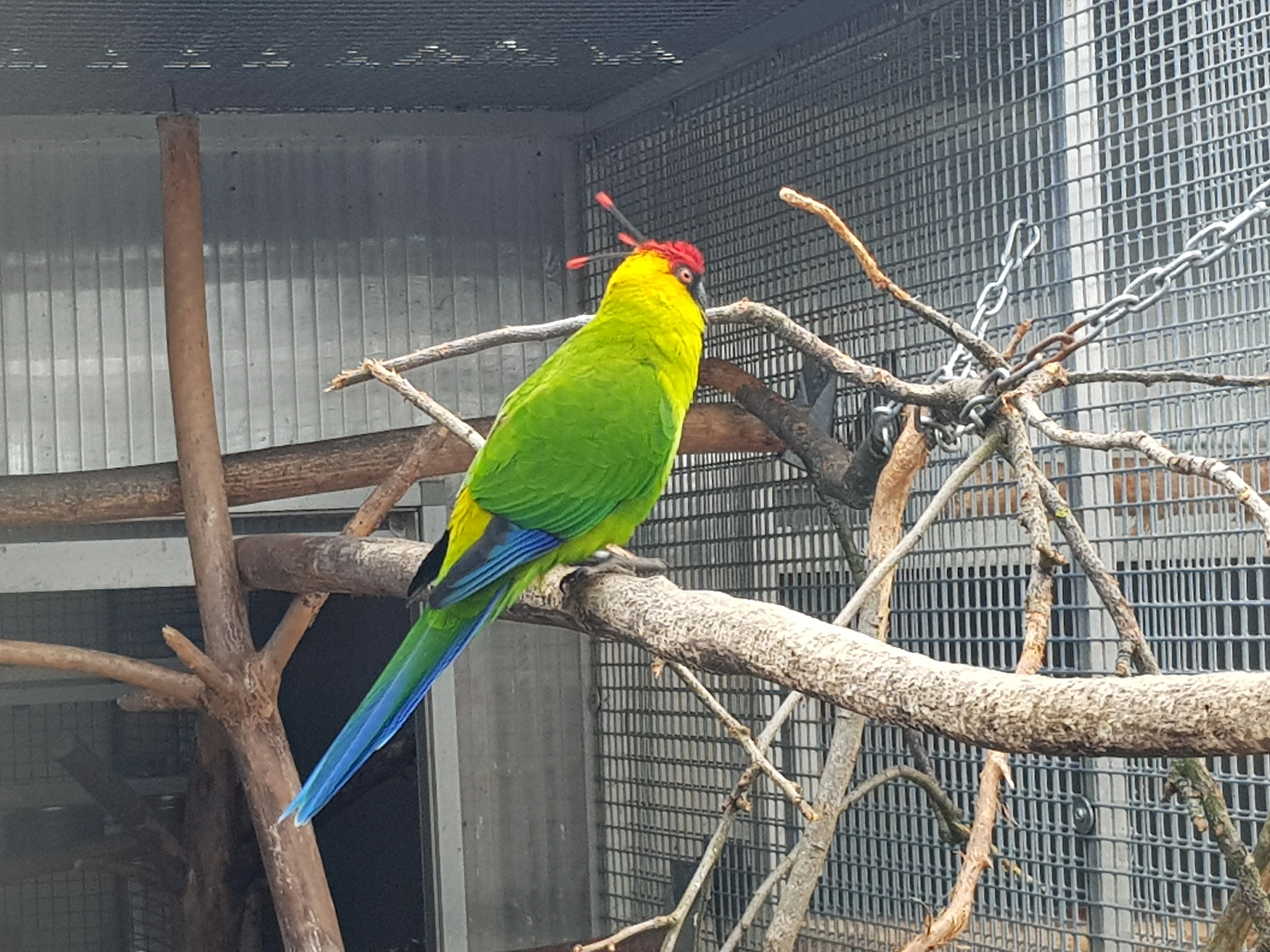 Prodám samičku papoušek chocholatý