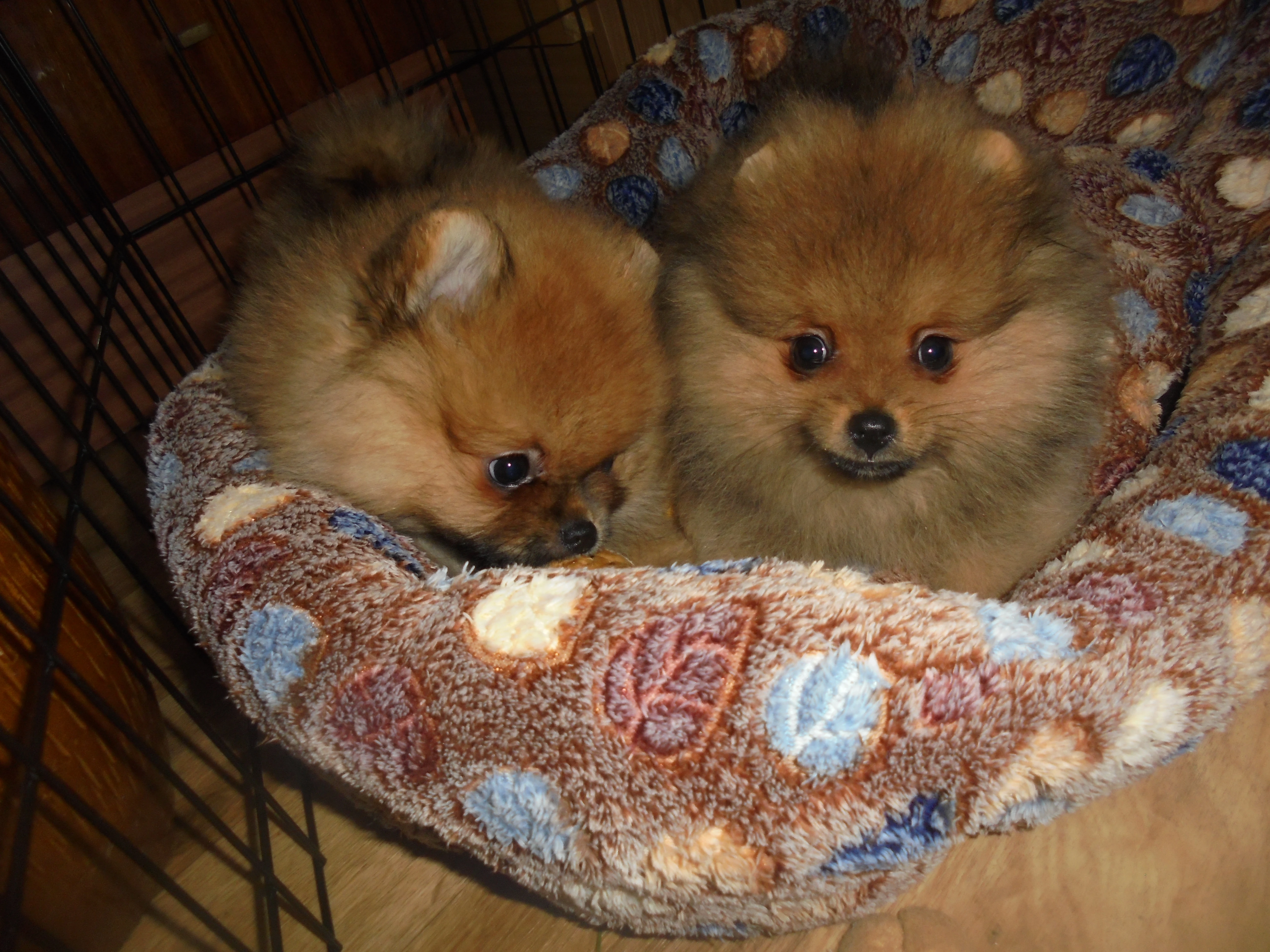 Nabízím krásná štěňátka trpasličího špice/pomeranina