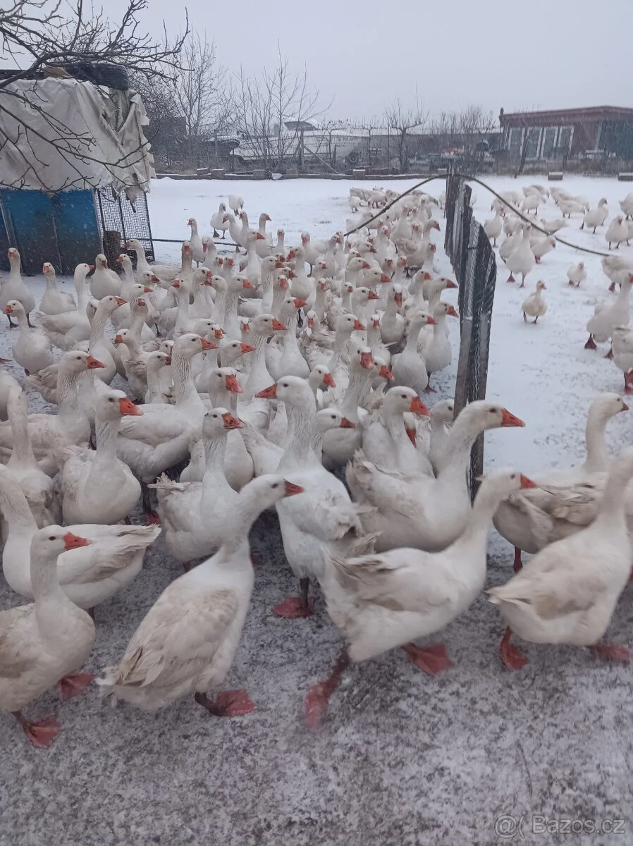 Husy bílé německé nosné