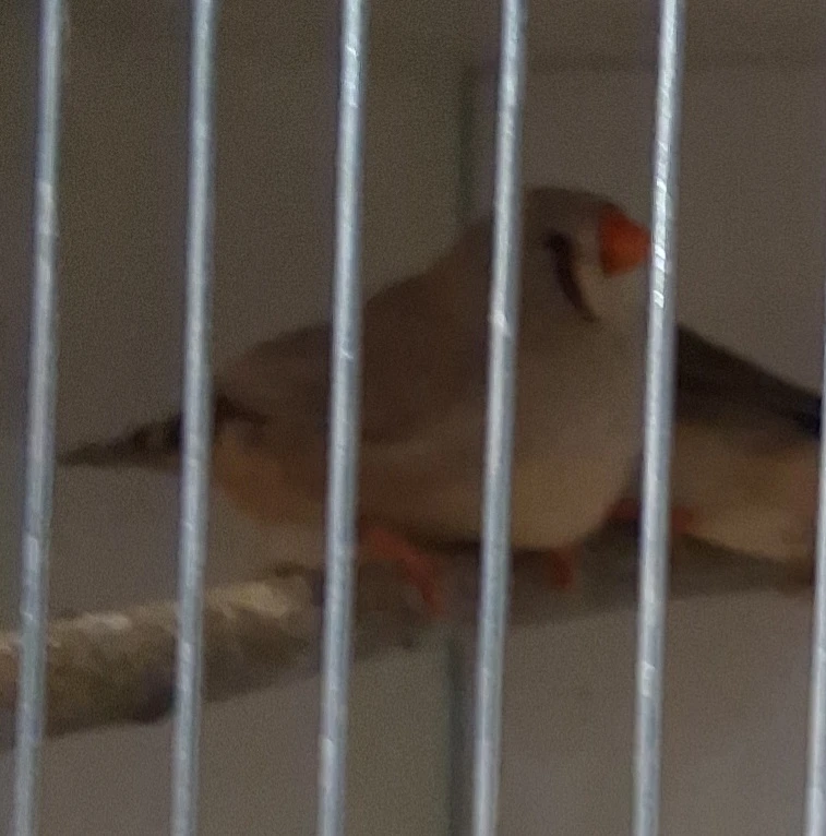 0.1 zebřička pestrá výstavní