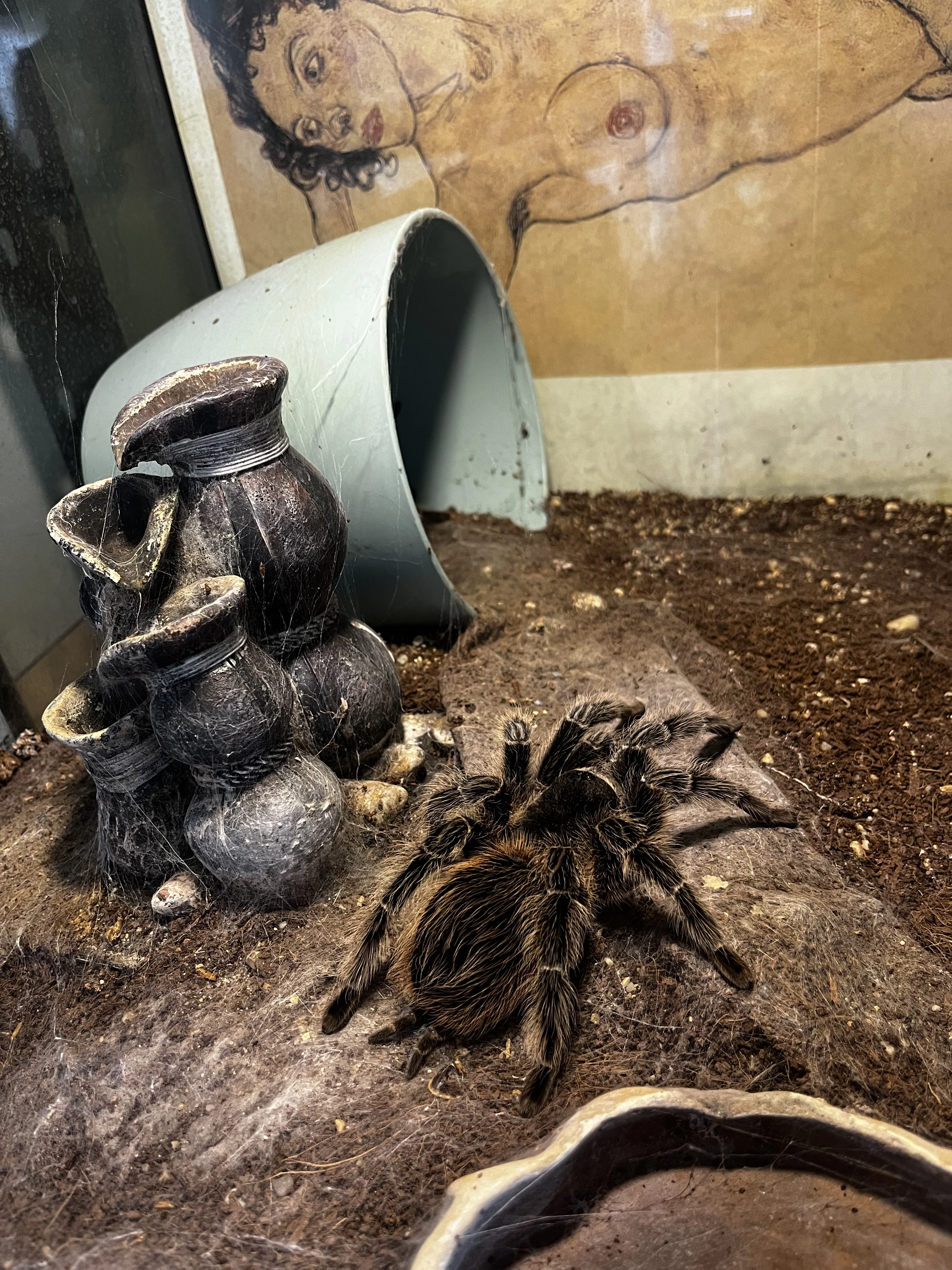 Adultní samice Lasiodora striatipes včetně vybaveného terária