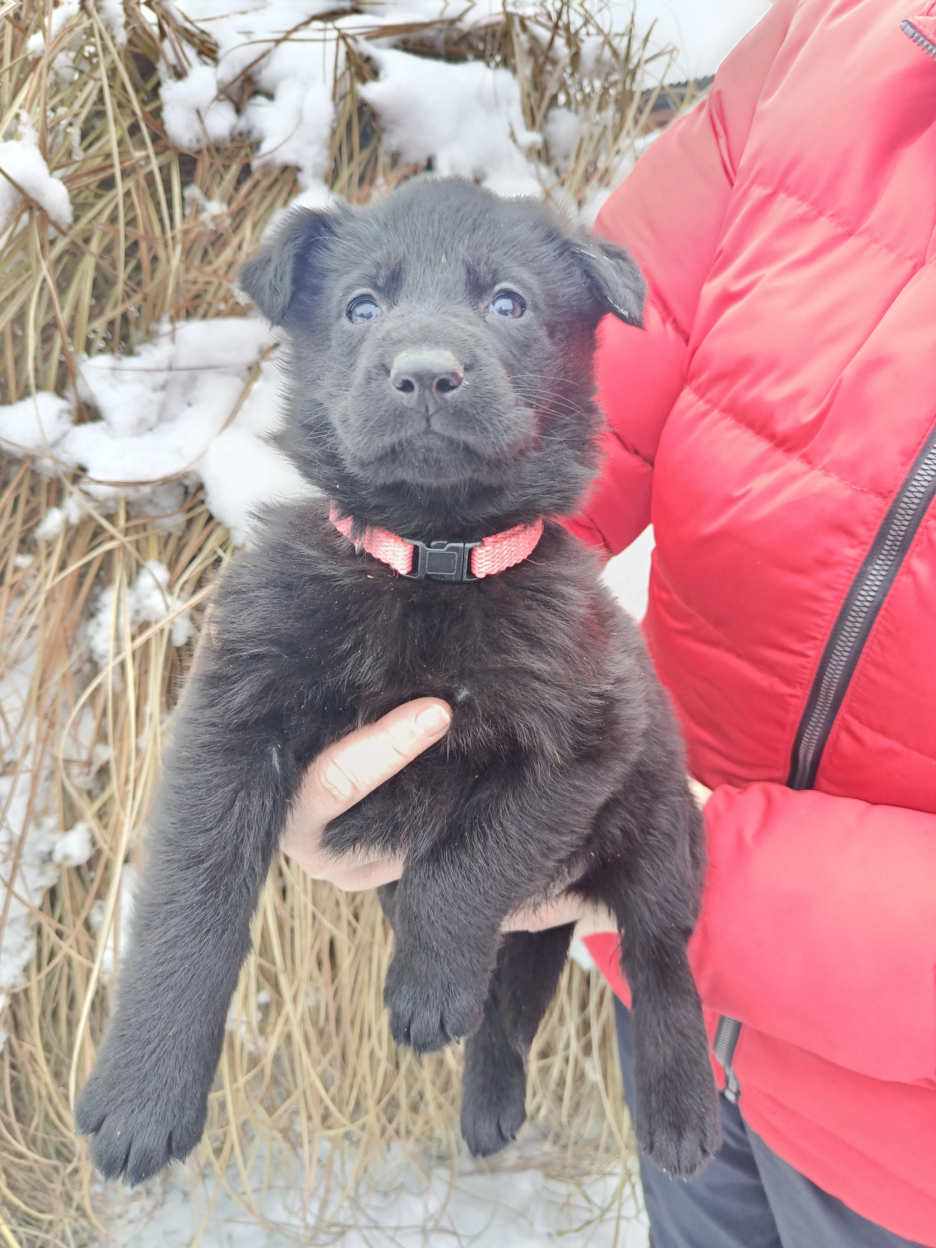 Štěňátka no s PP