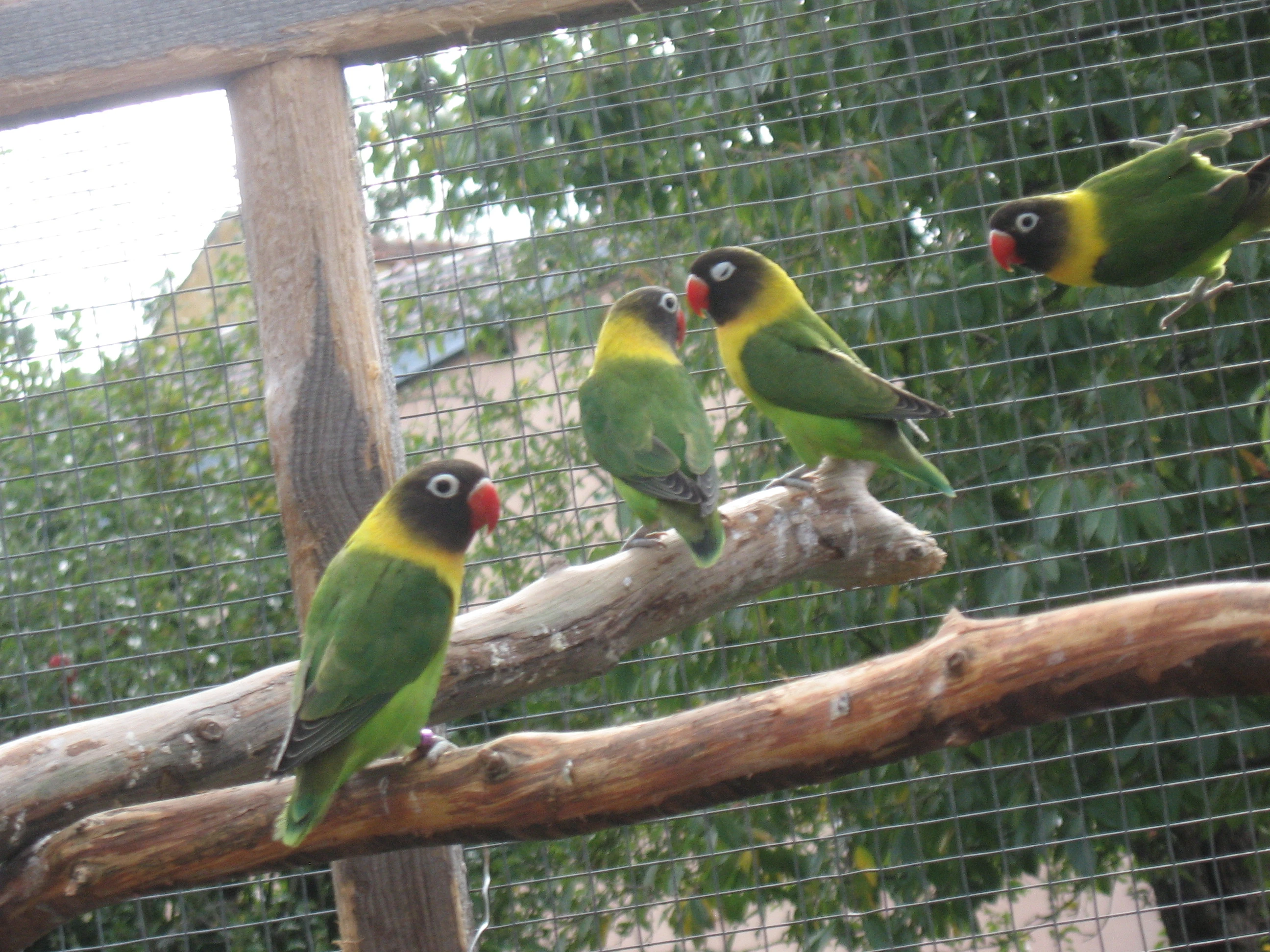 Agapornis škraboškový, fišery