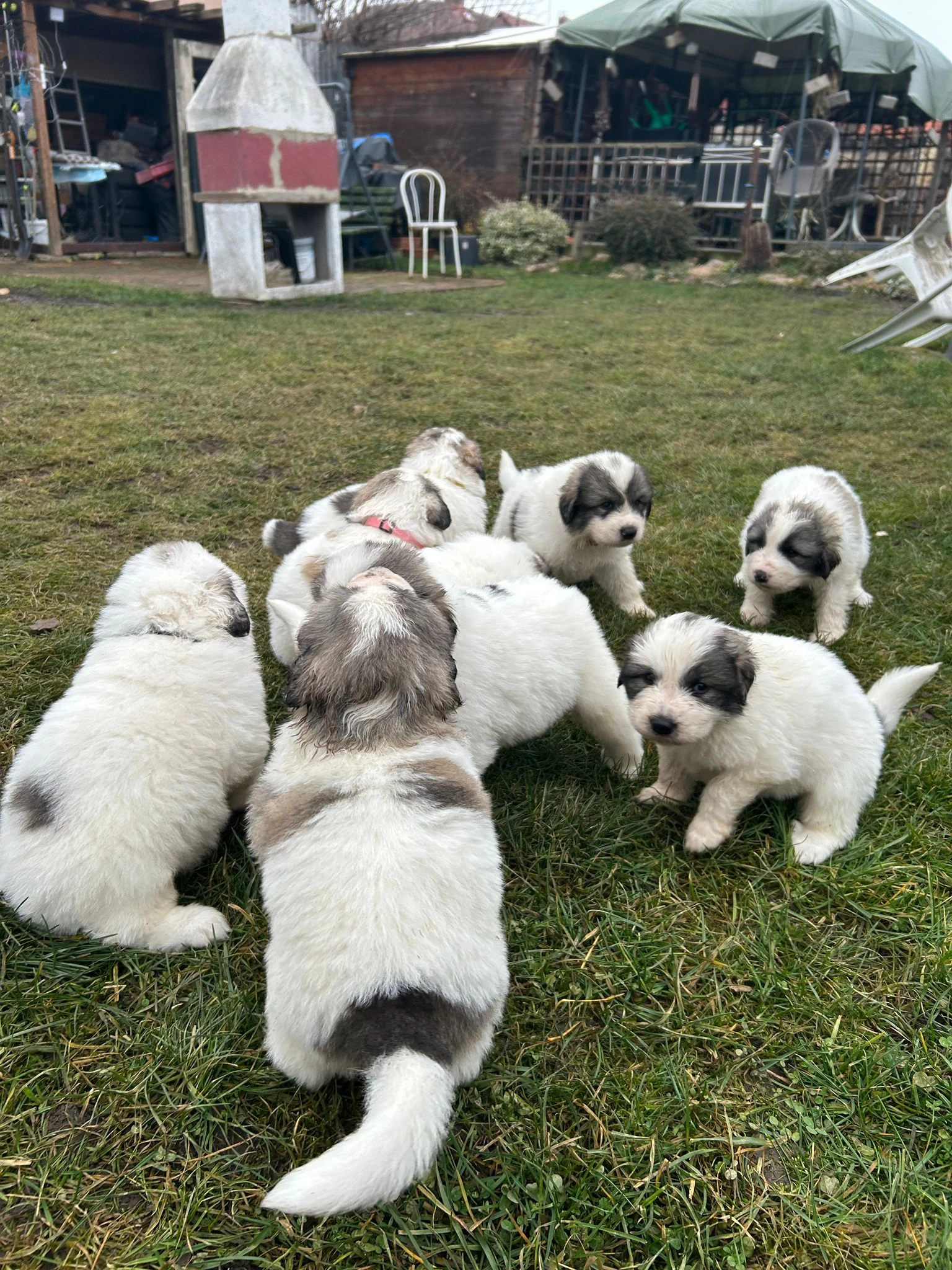 Pyrenejský horský pes