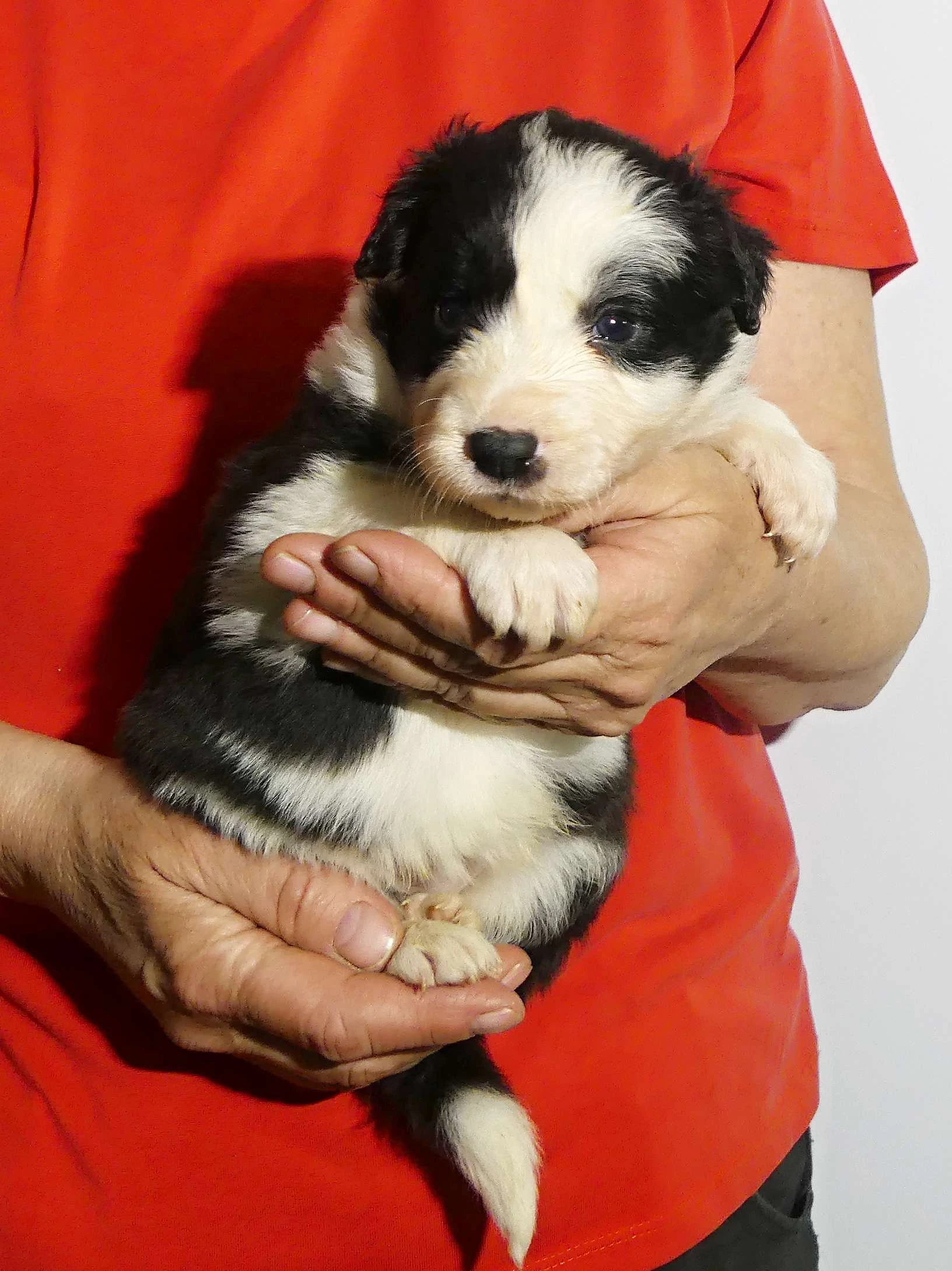 Kvalitní štěňata border kolie (s PP)