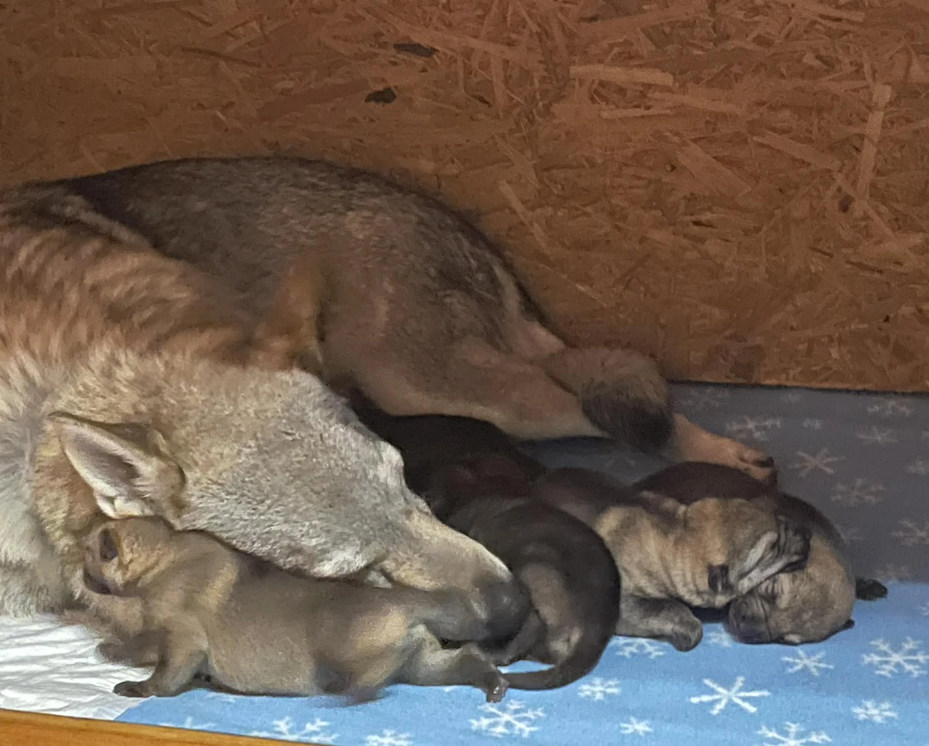 Československý vlčák s PP TOP pracovní spojení