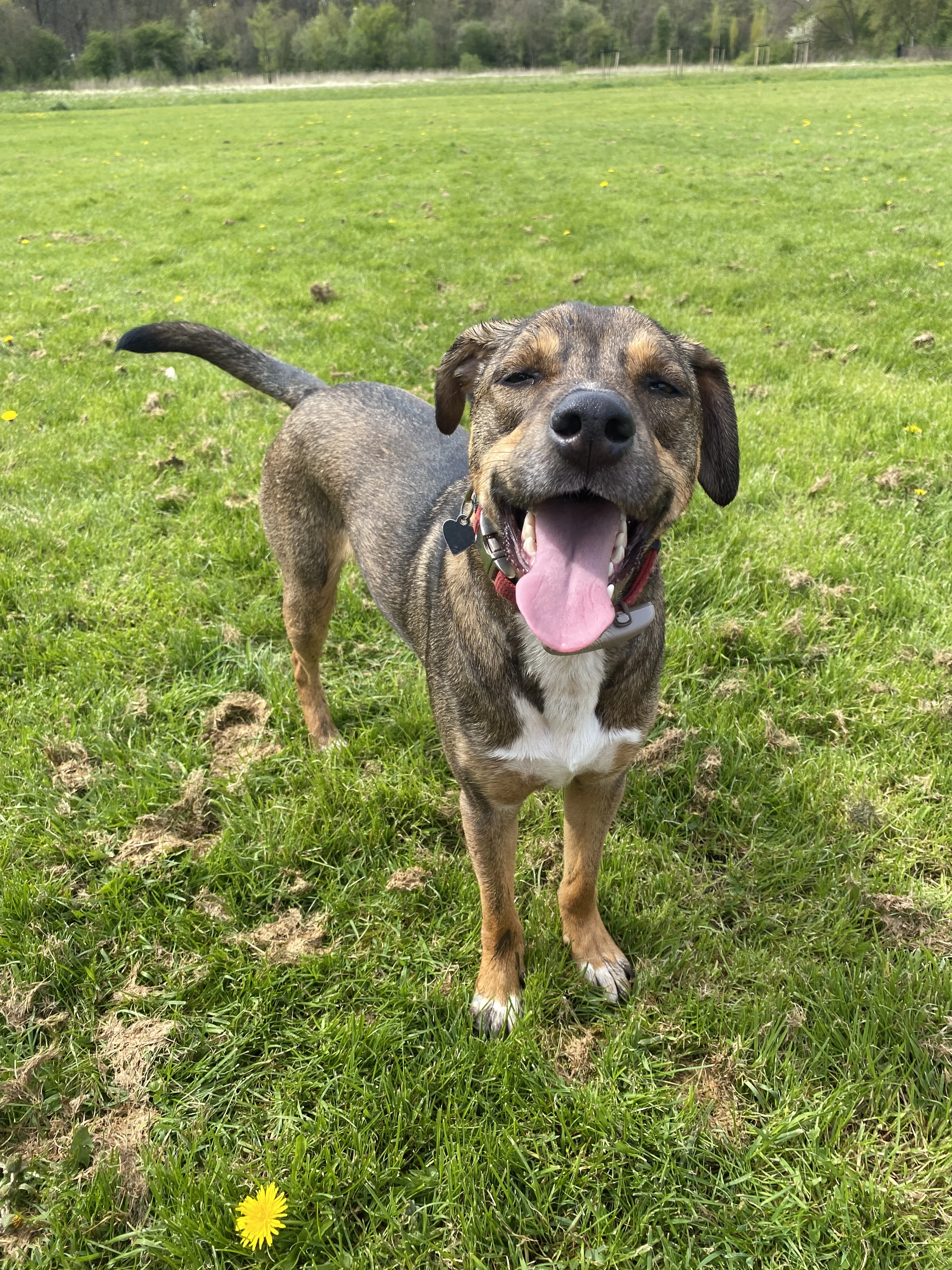 Mladý hravý kříženec Yuki