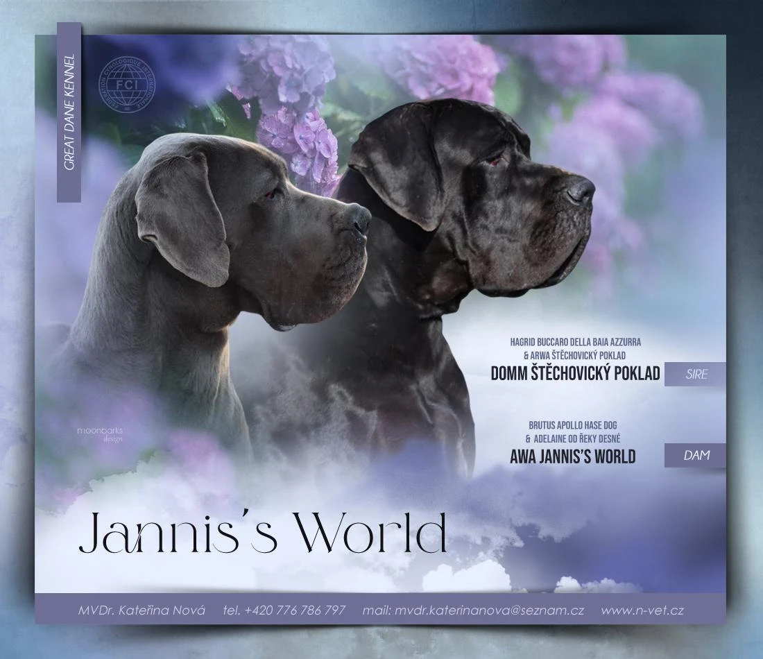 Německá doga modrá a černá s PP (FCI)