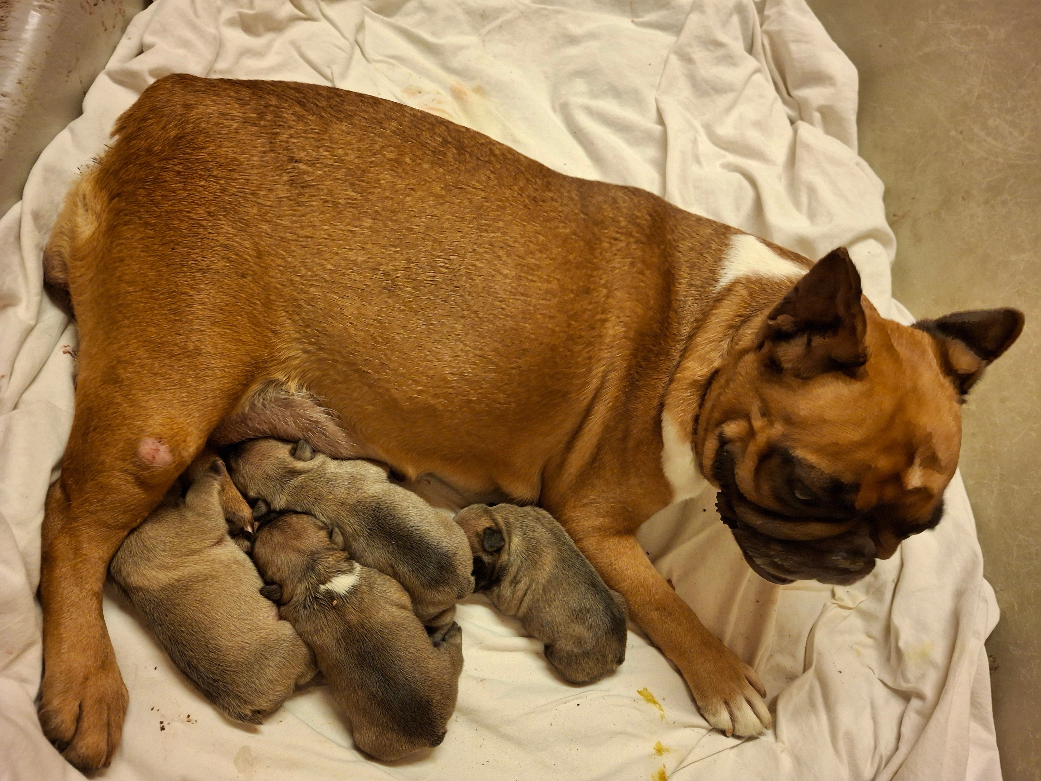 Francouzský buldoček s PP