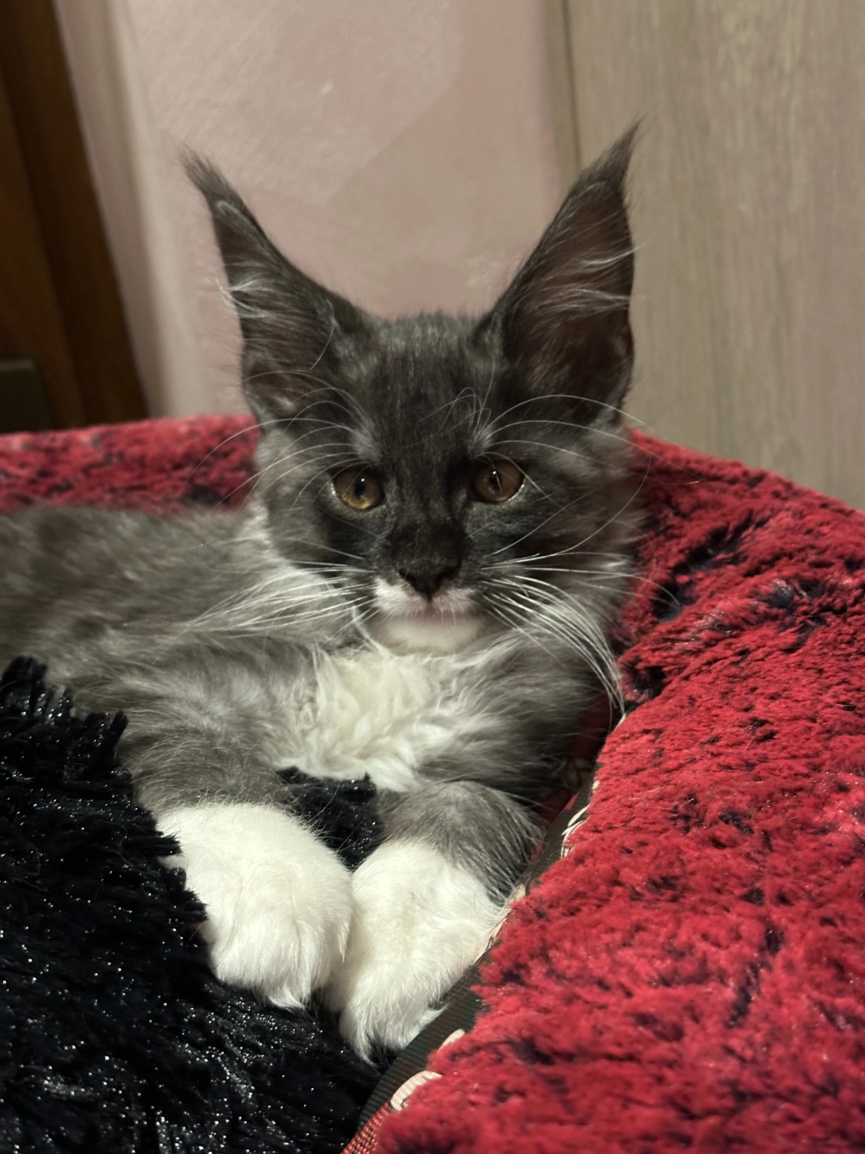 Mainska mývalí v barvě černý kouř s bilou