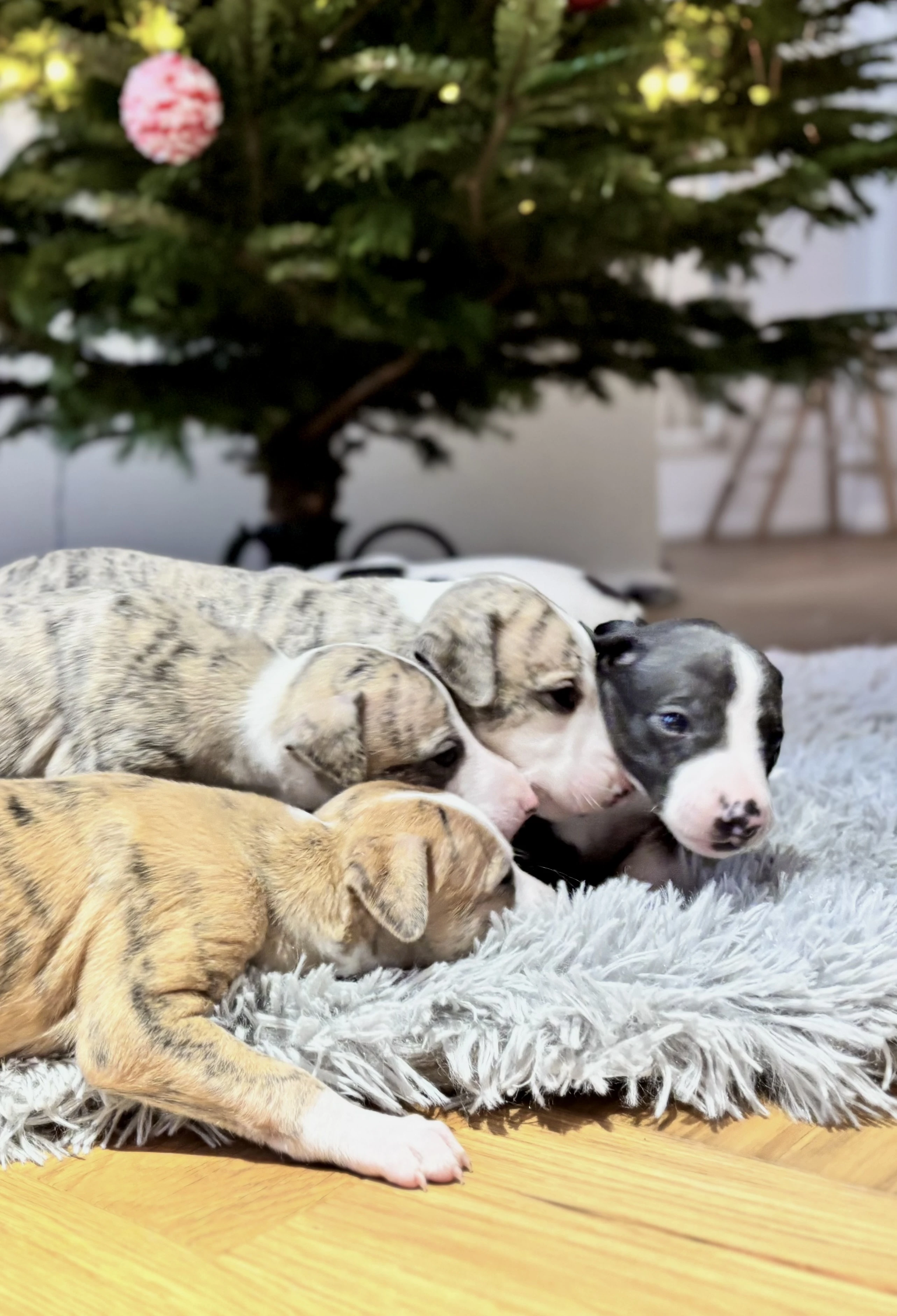 Whippet Vipet Stenata