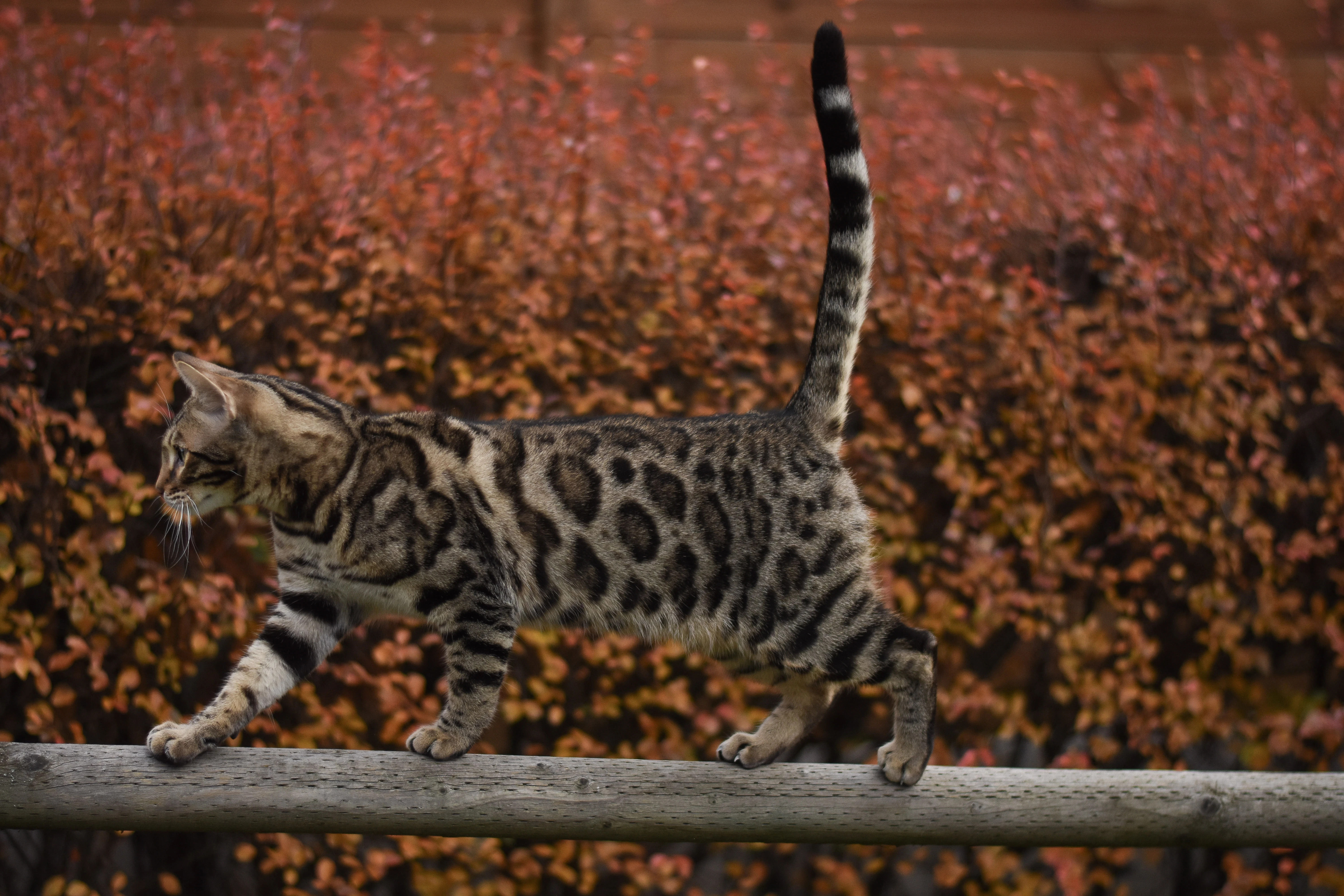 Bengálský kocour ke krytí