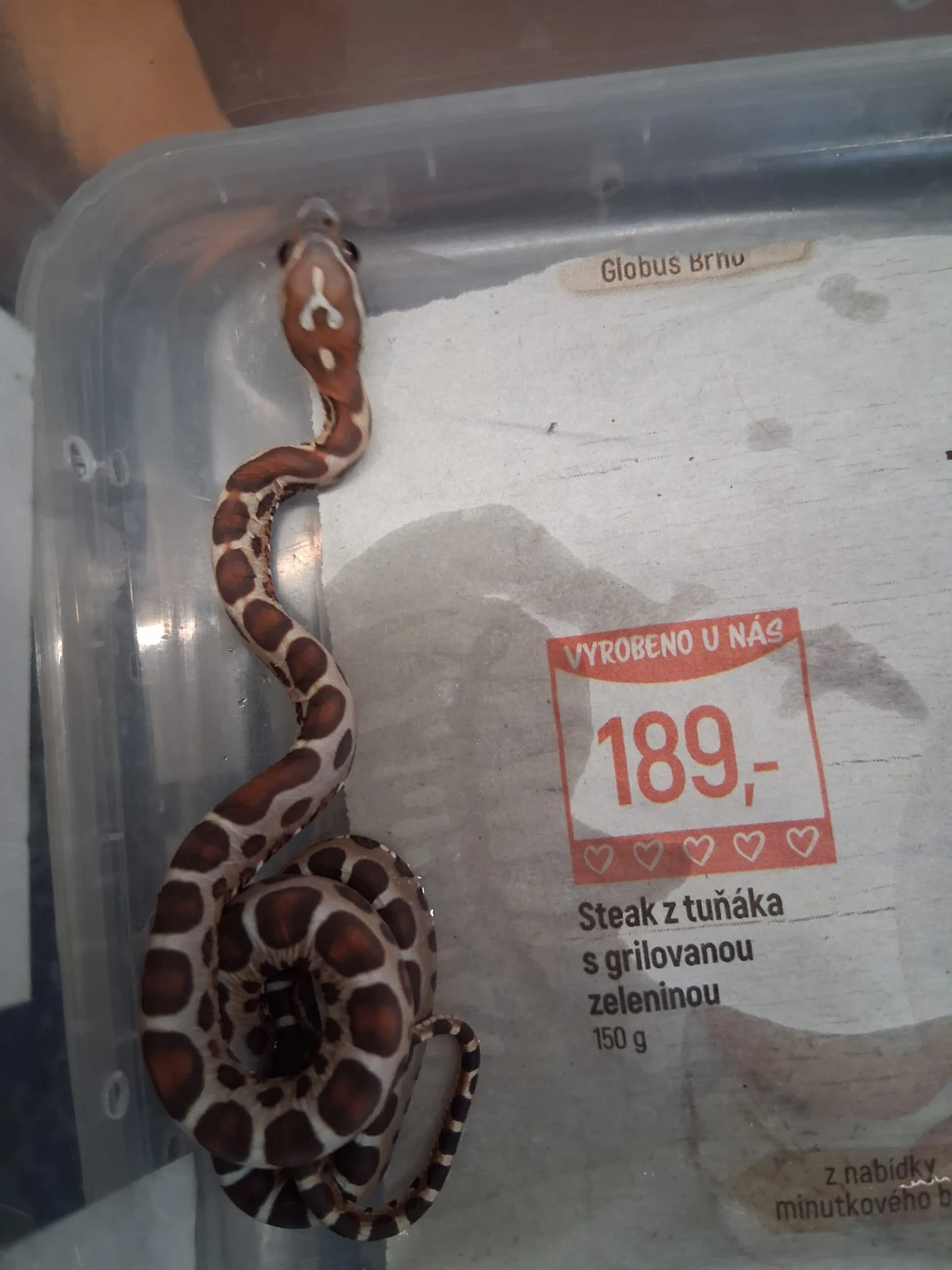 Užovka červená - scaleless