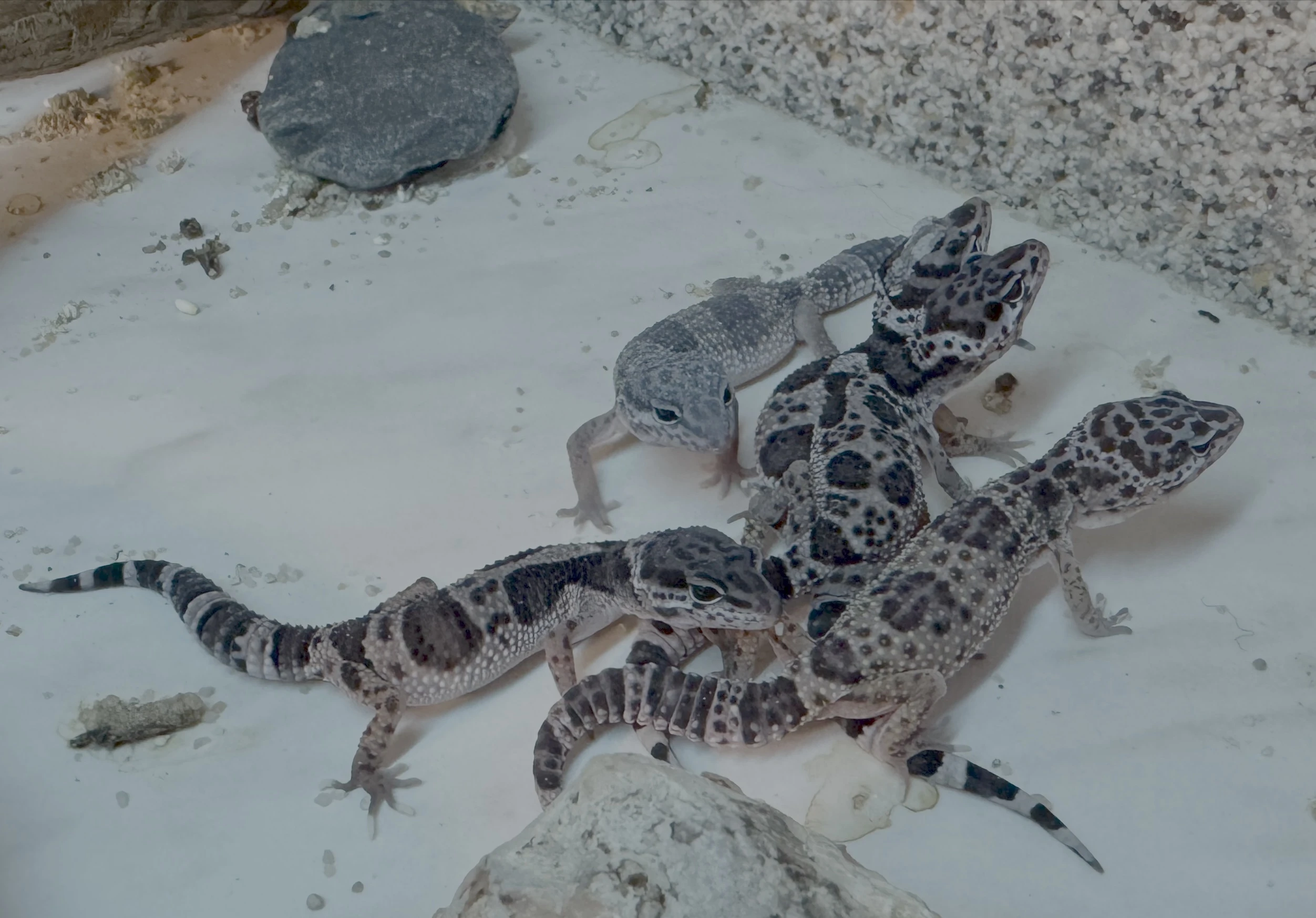 Prodej loňských mláďat