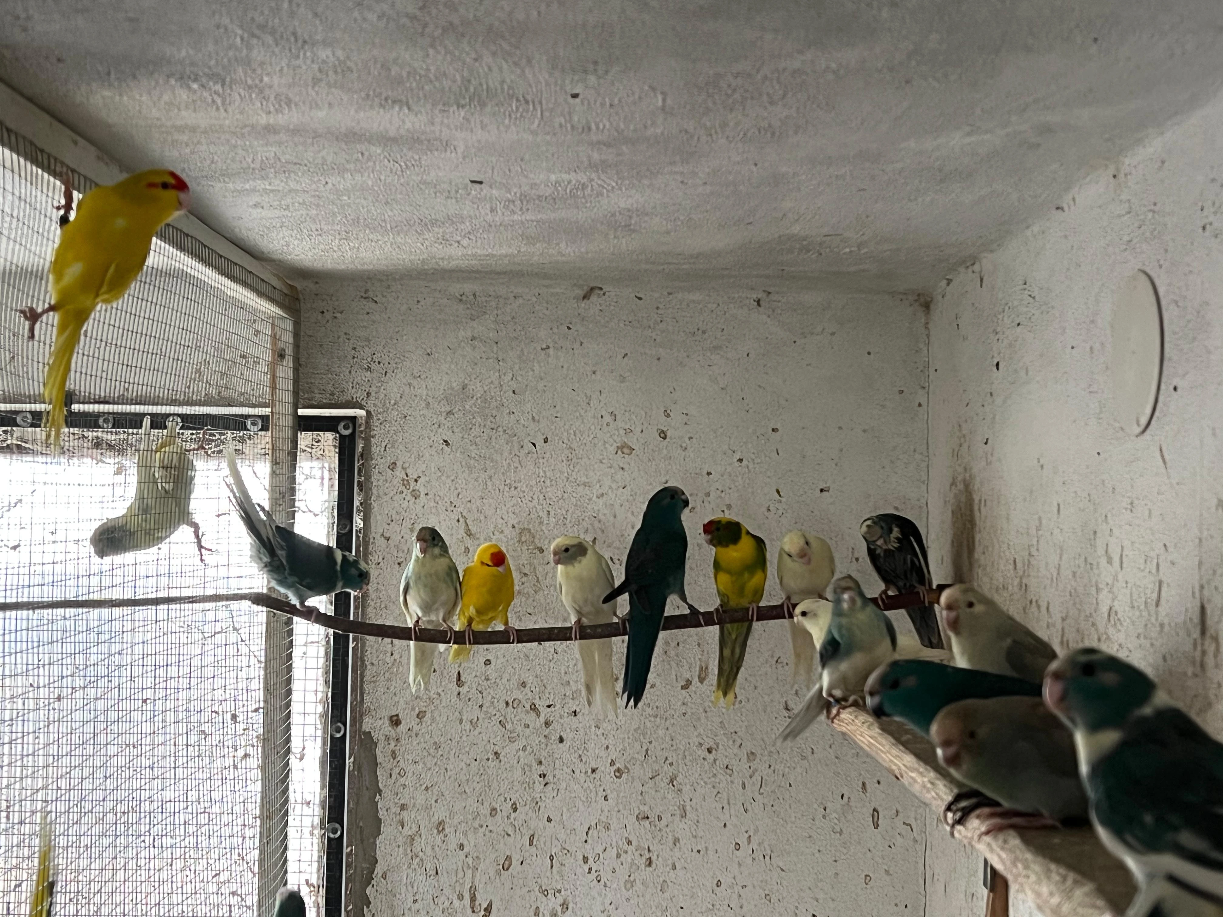 Kakariki červenočelý