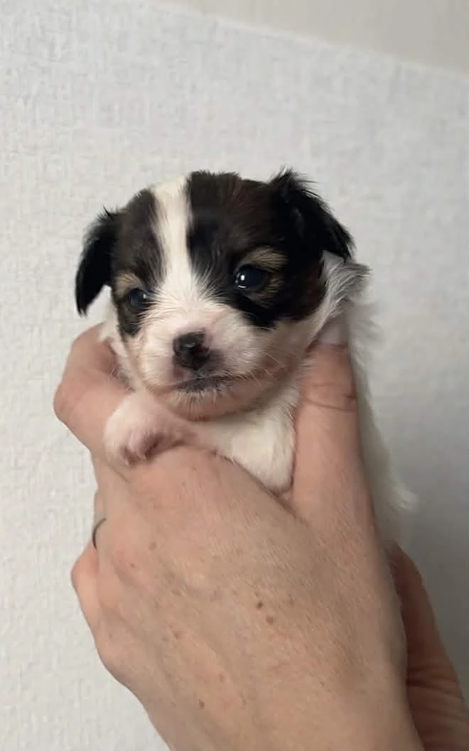 Papillon - společenské plemeno s PP