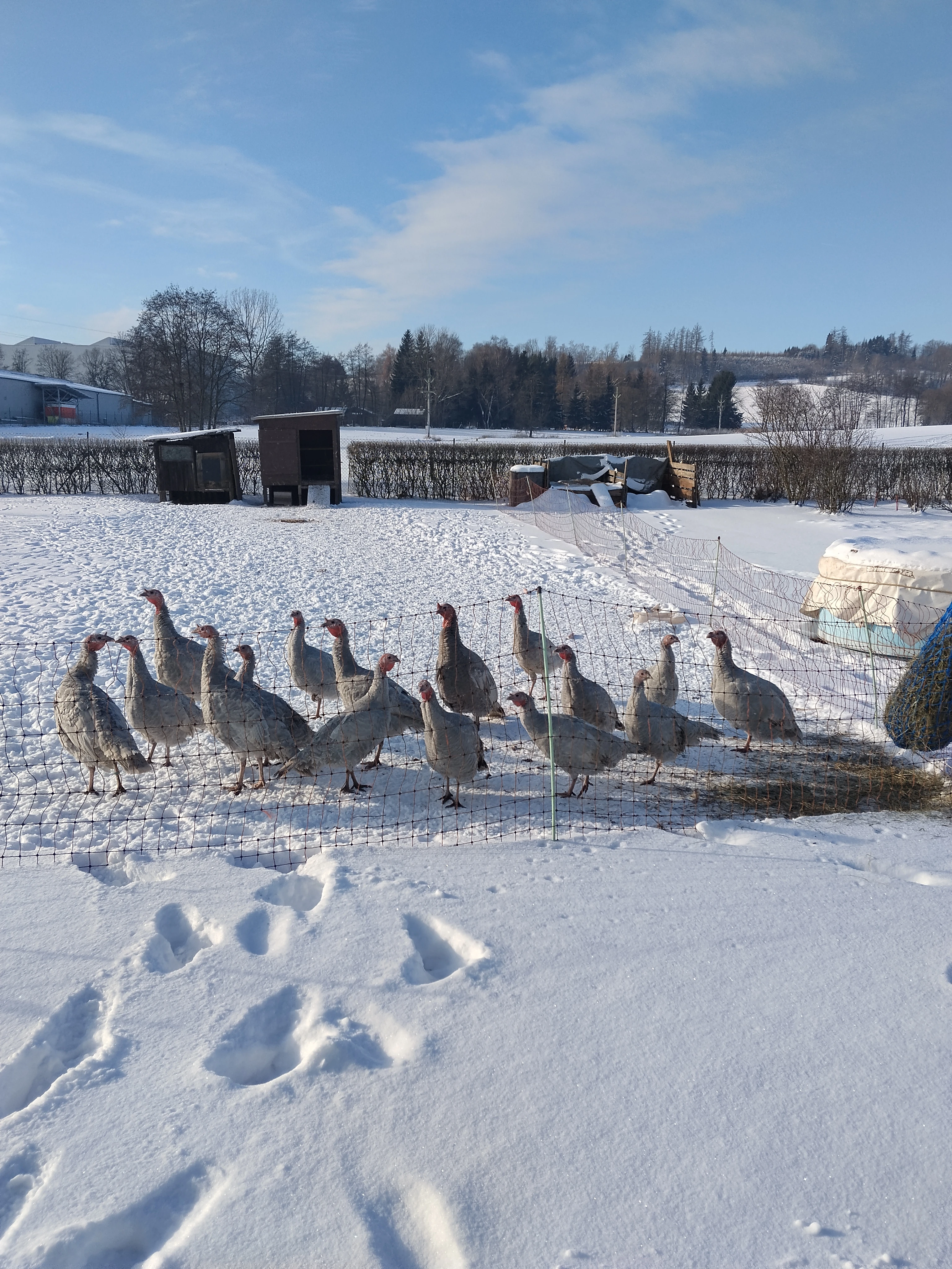 Krůta Česká šedá bílé lemovaná
